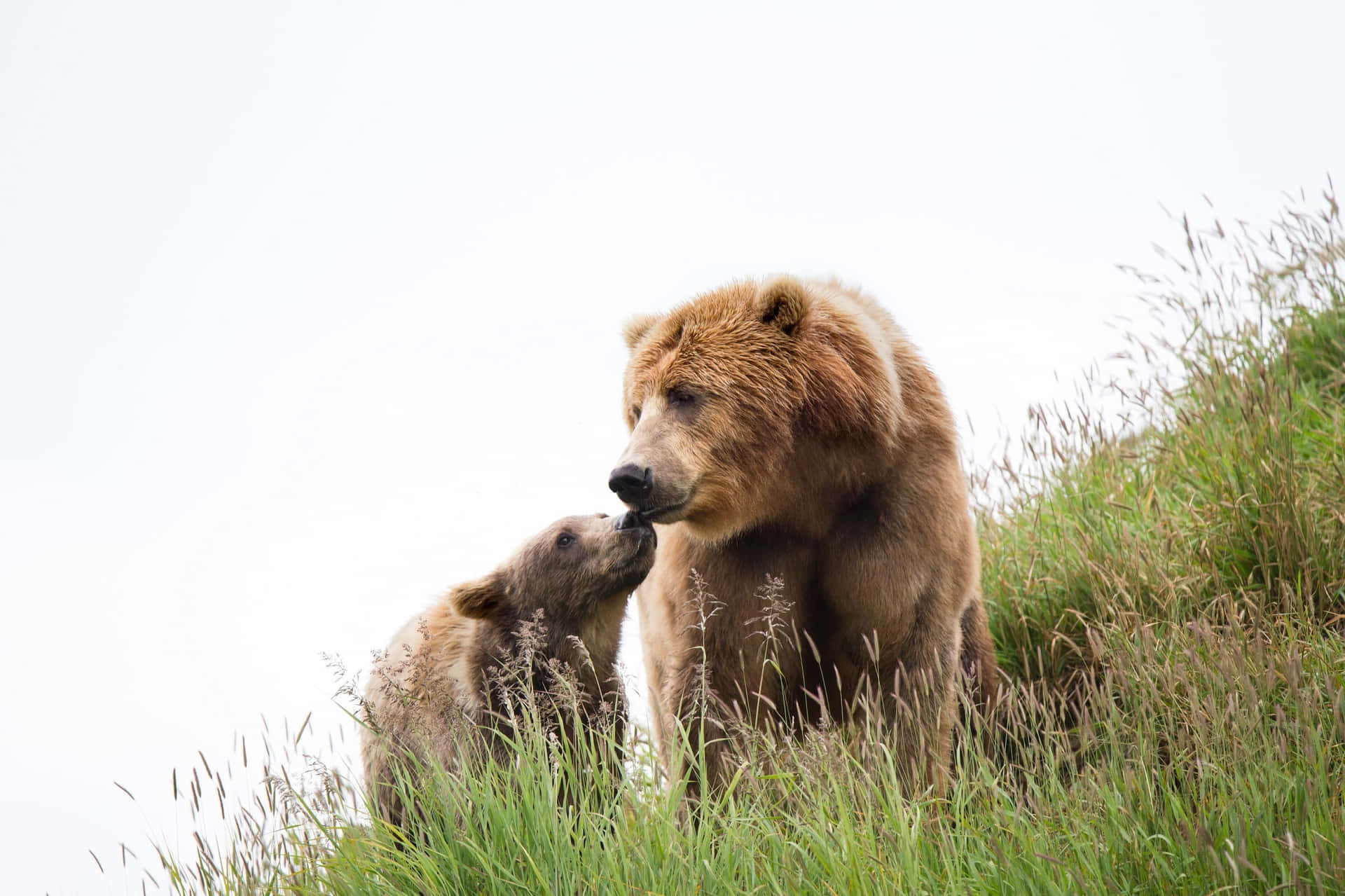 Enkodiakbjørn Nyder Et Øjeblik Af Fred I Det Alaskanske Vilde Landskab.