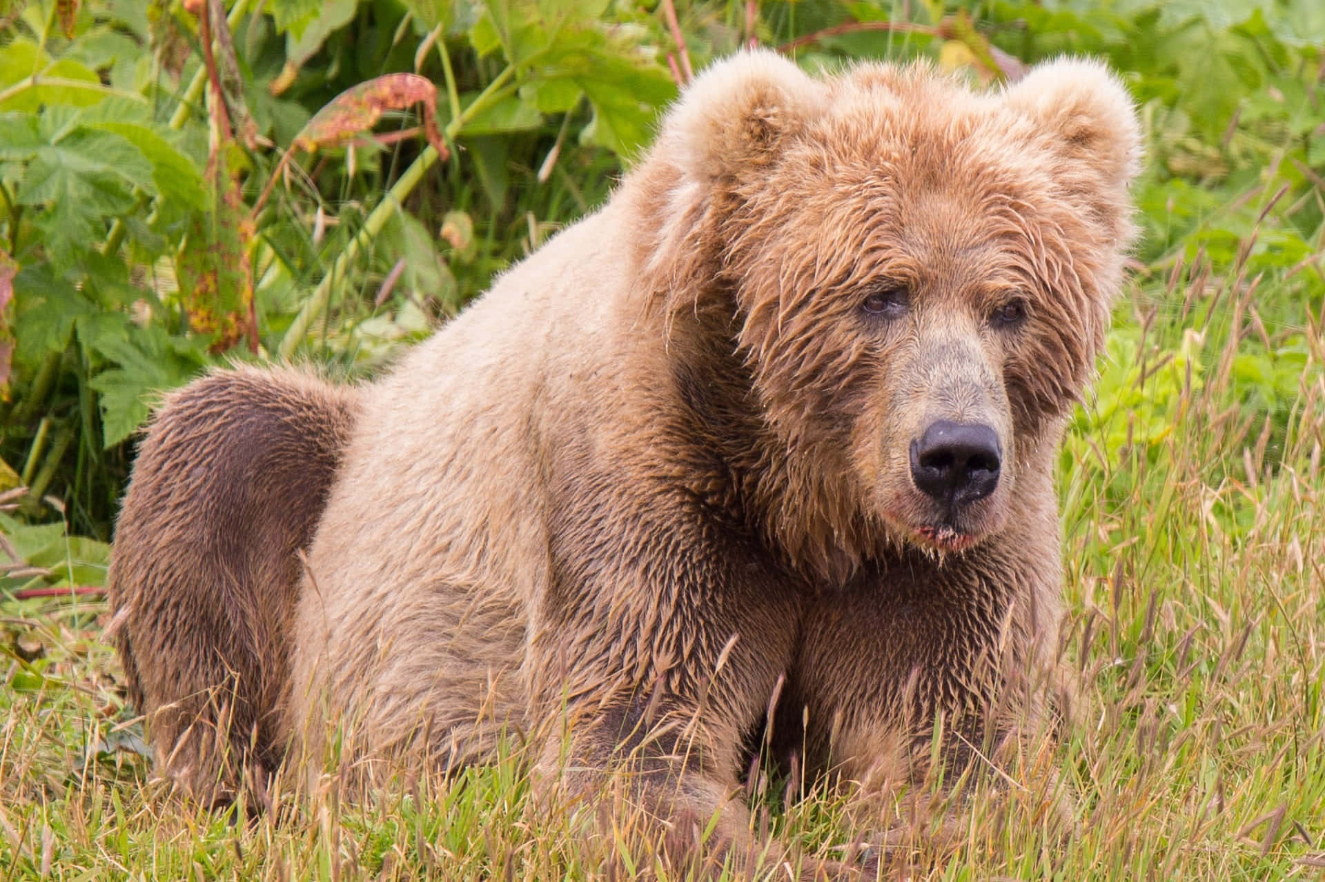 Kodiakbjørnen, Et Storslået Symbol På Alaskas Vilde Natur.