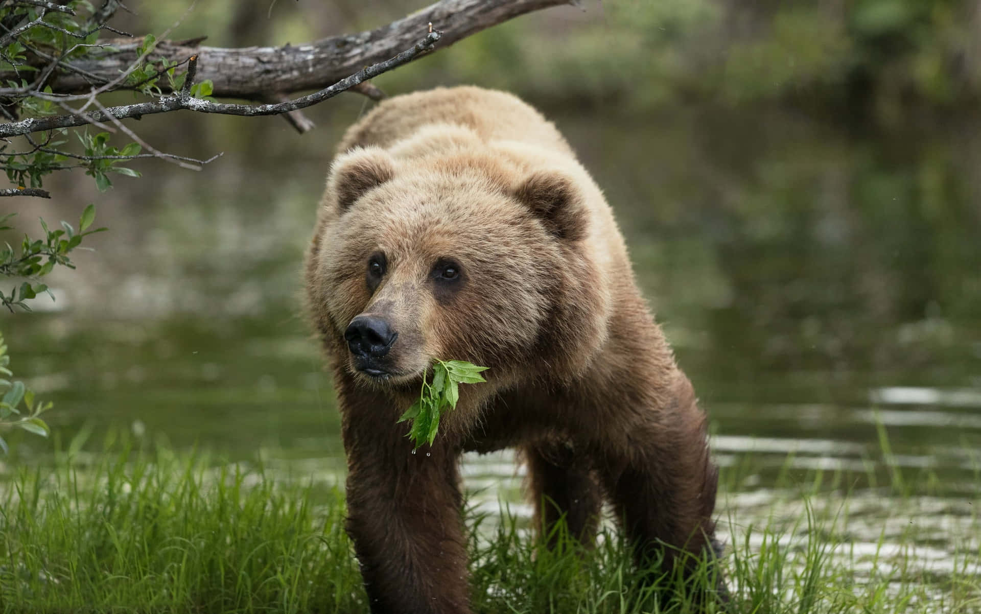 Photo  A Kodiak Brown Bear stands guard in its domain in Alaska