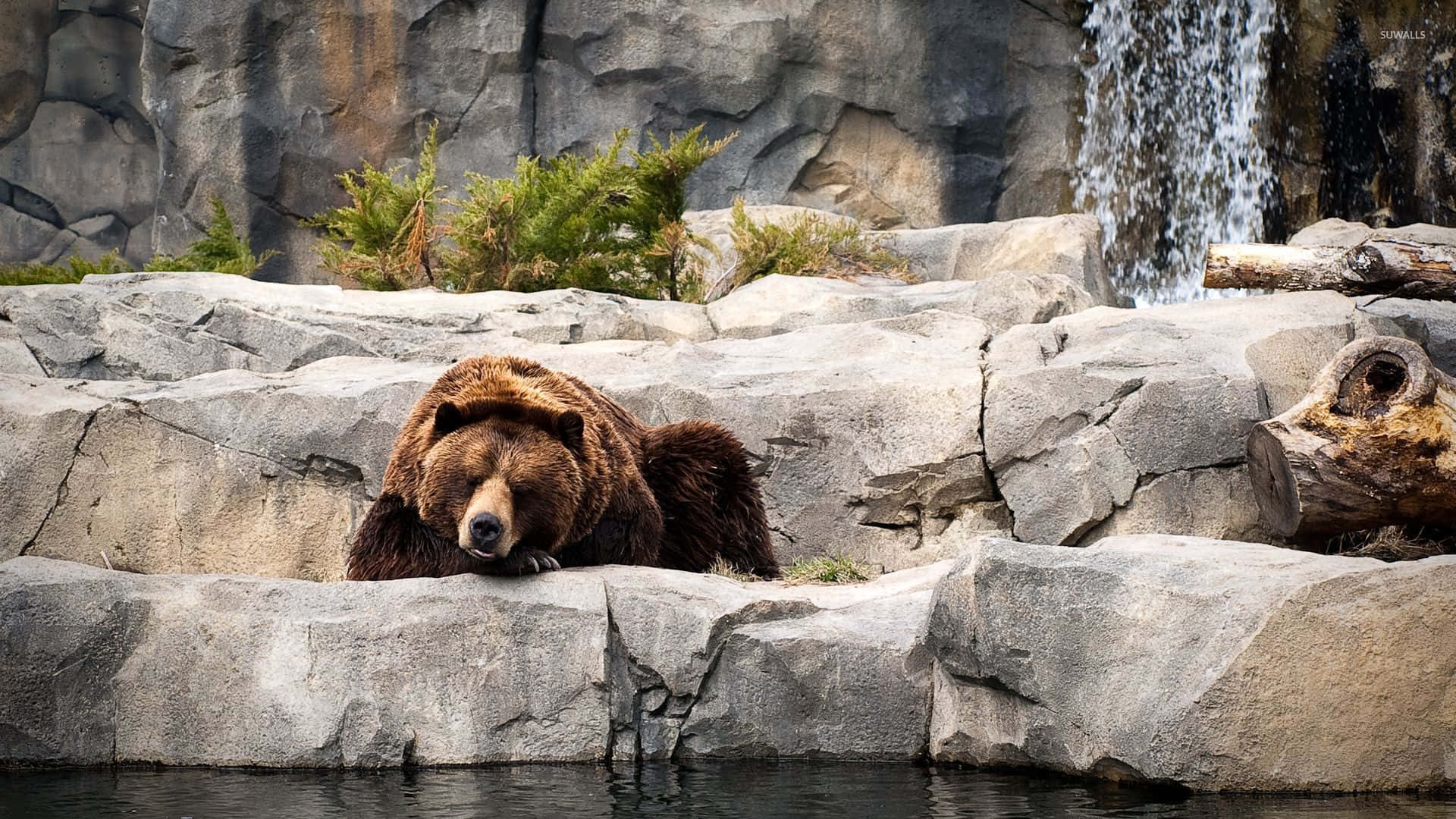 Enbjörn Sitter På Stenar