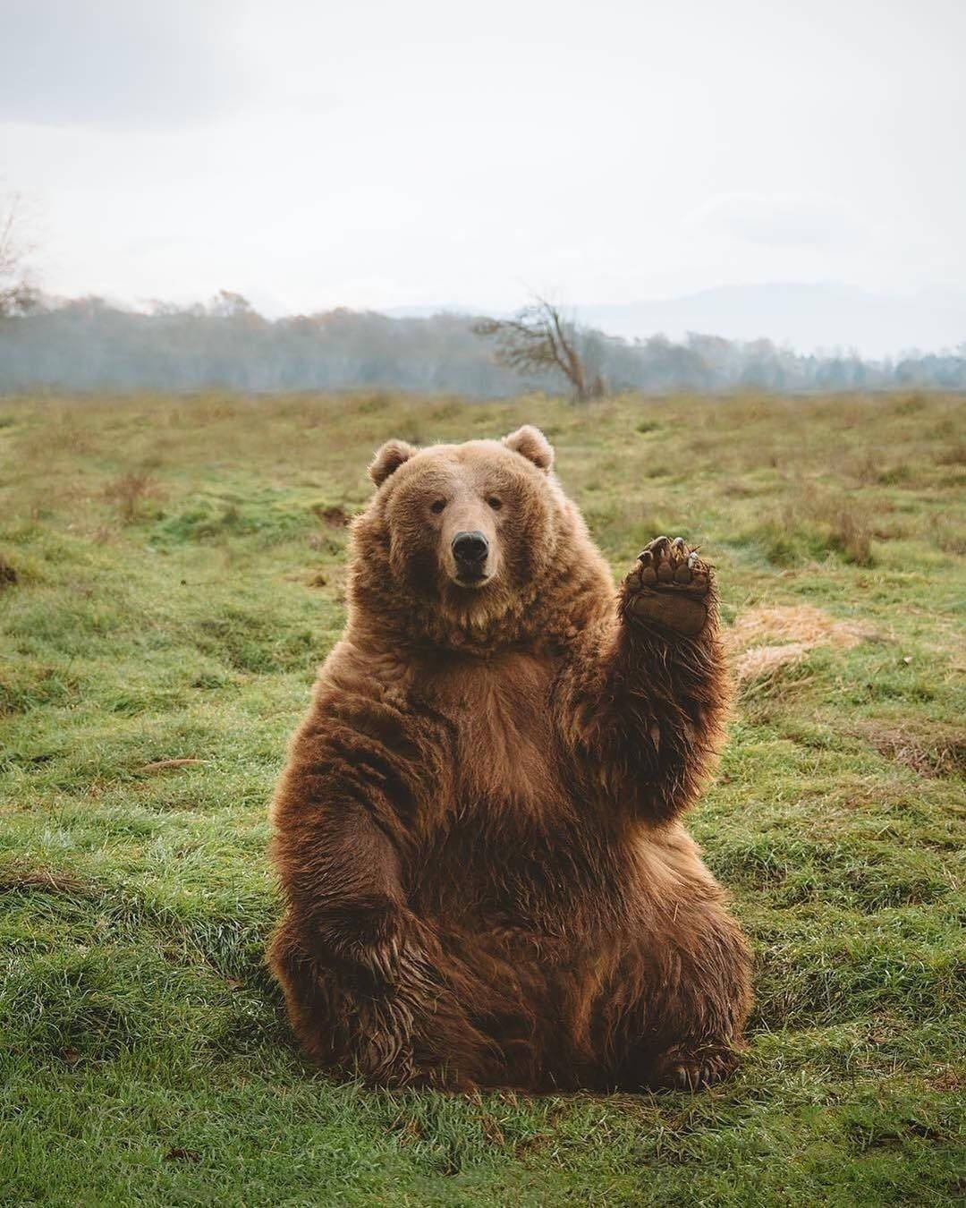 Kodiak Bear Raising Hand
