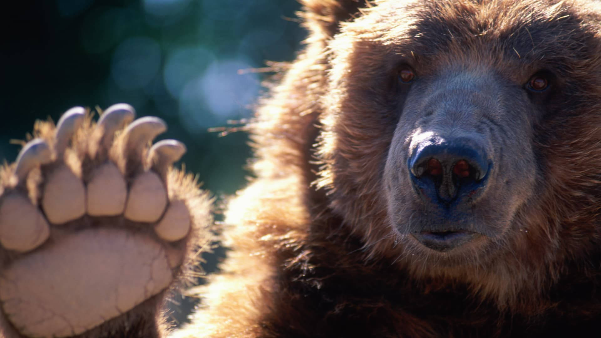 Kodiak Bear Showing Claws