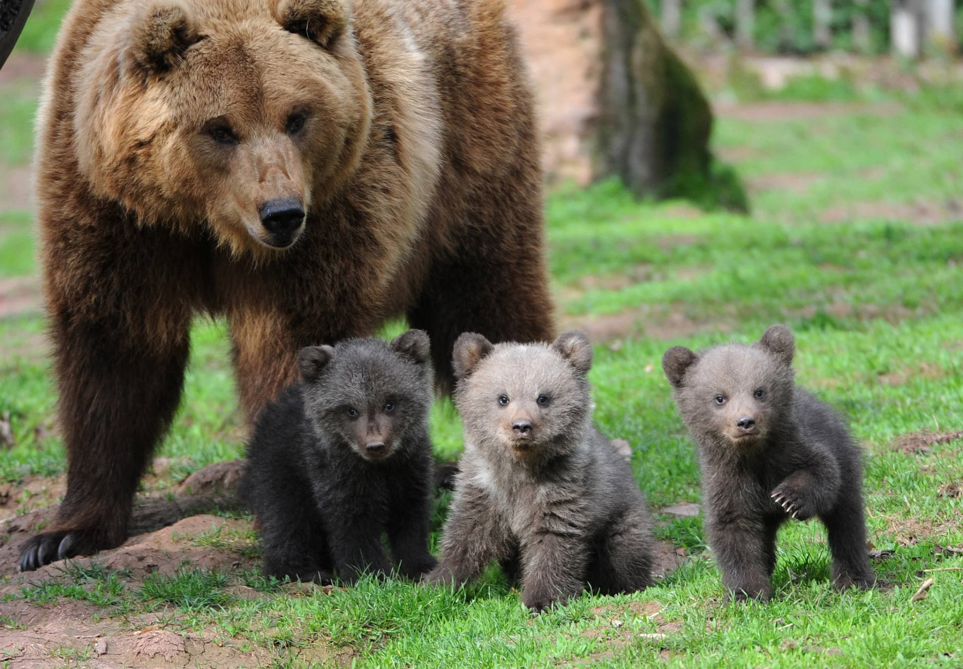 Kodiak Bear Siblings