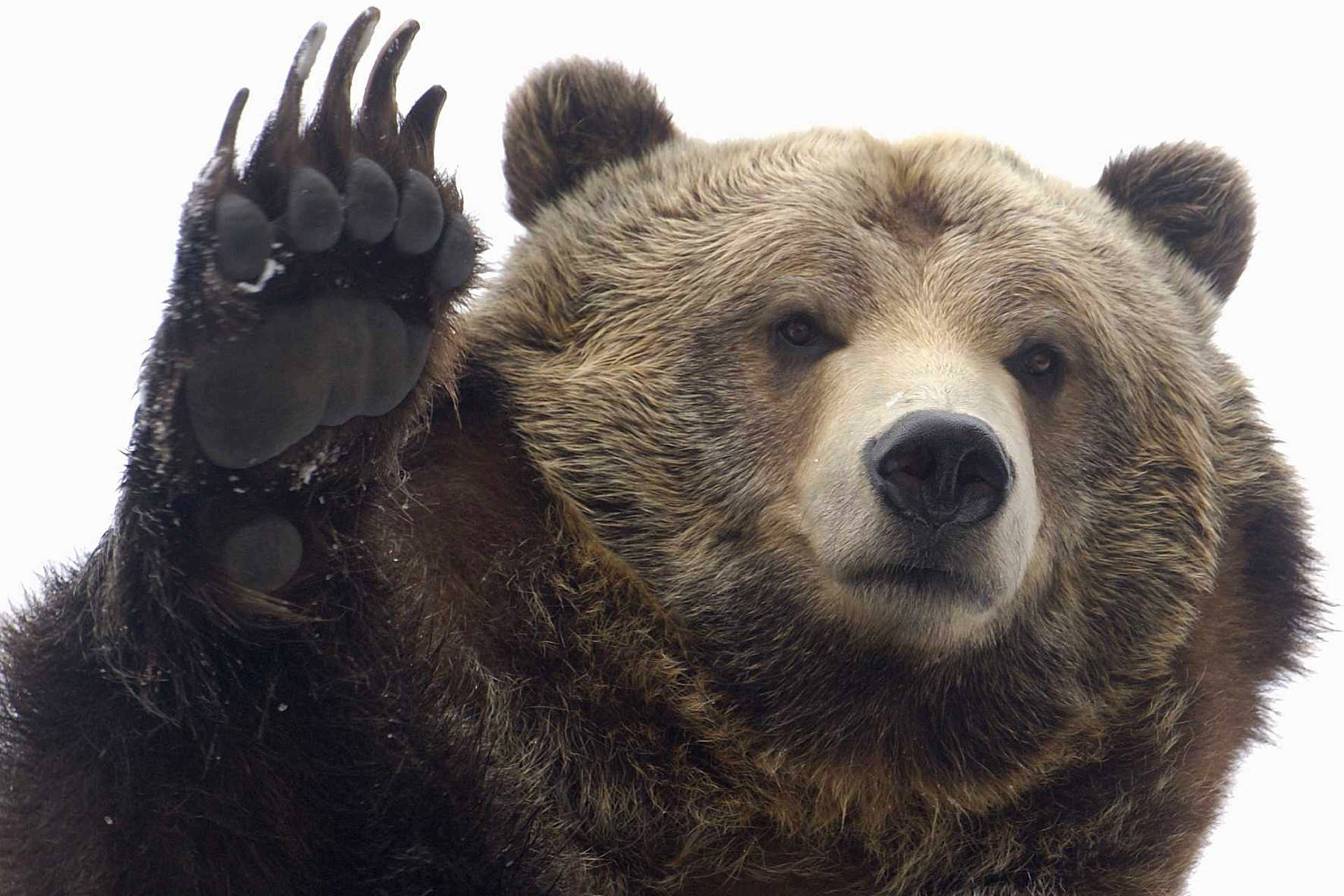 Kodiak Bear Waving Bear Claws