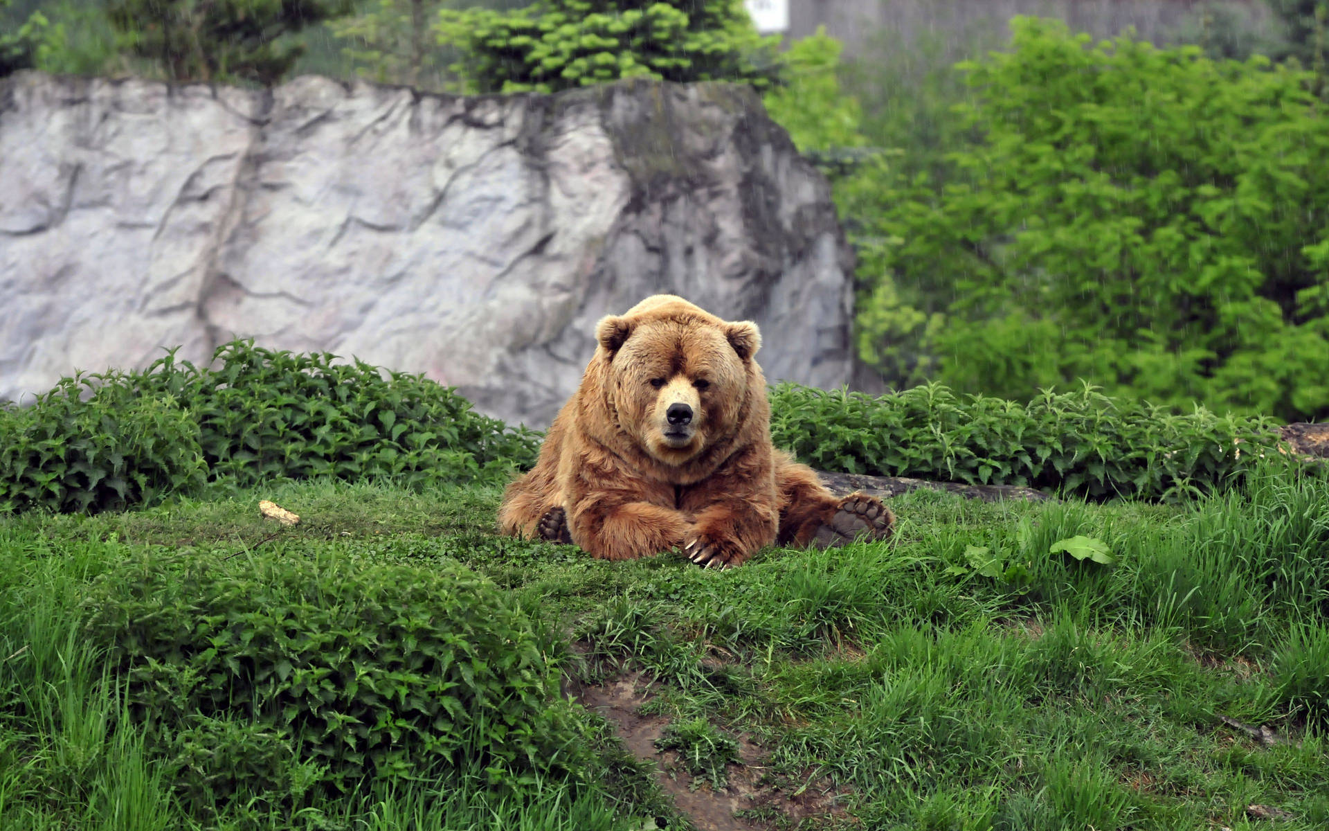 Kodiak Bear With Plants
