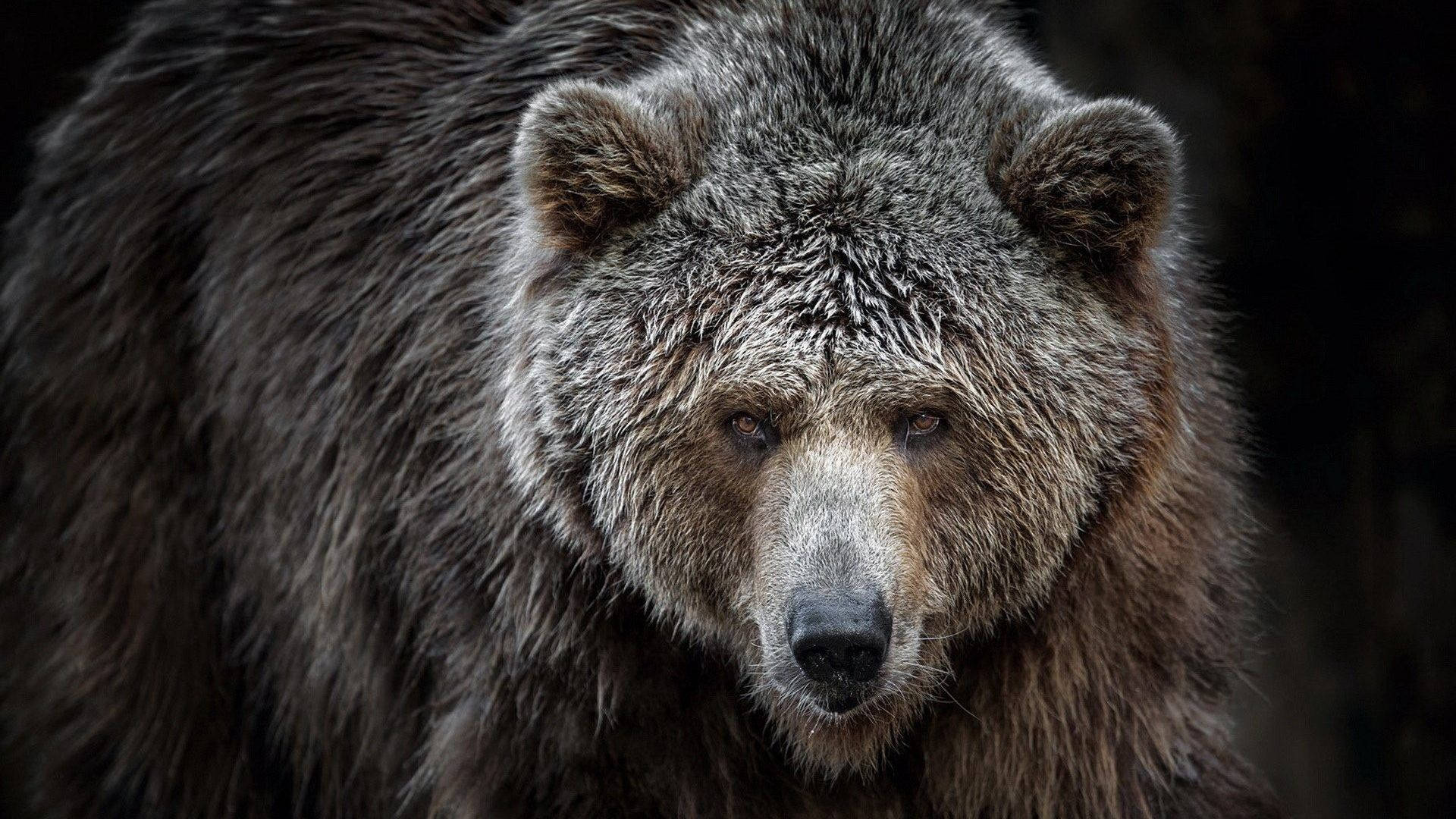 Kodiak Bear With Serious Look