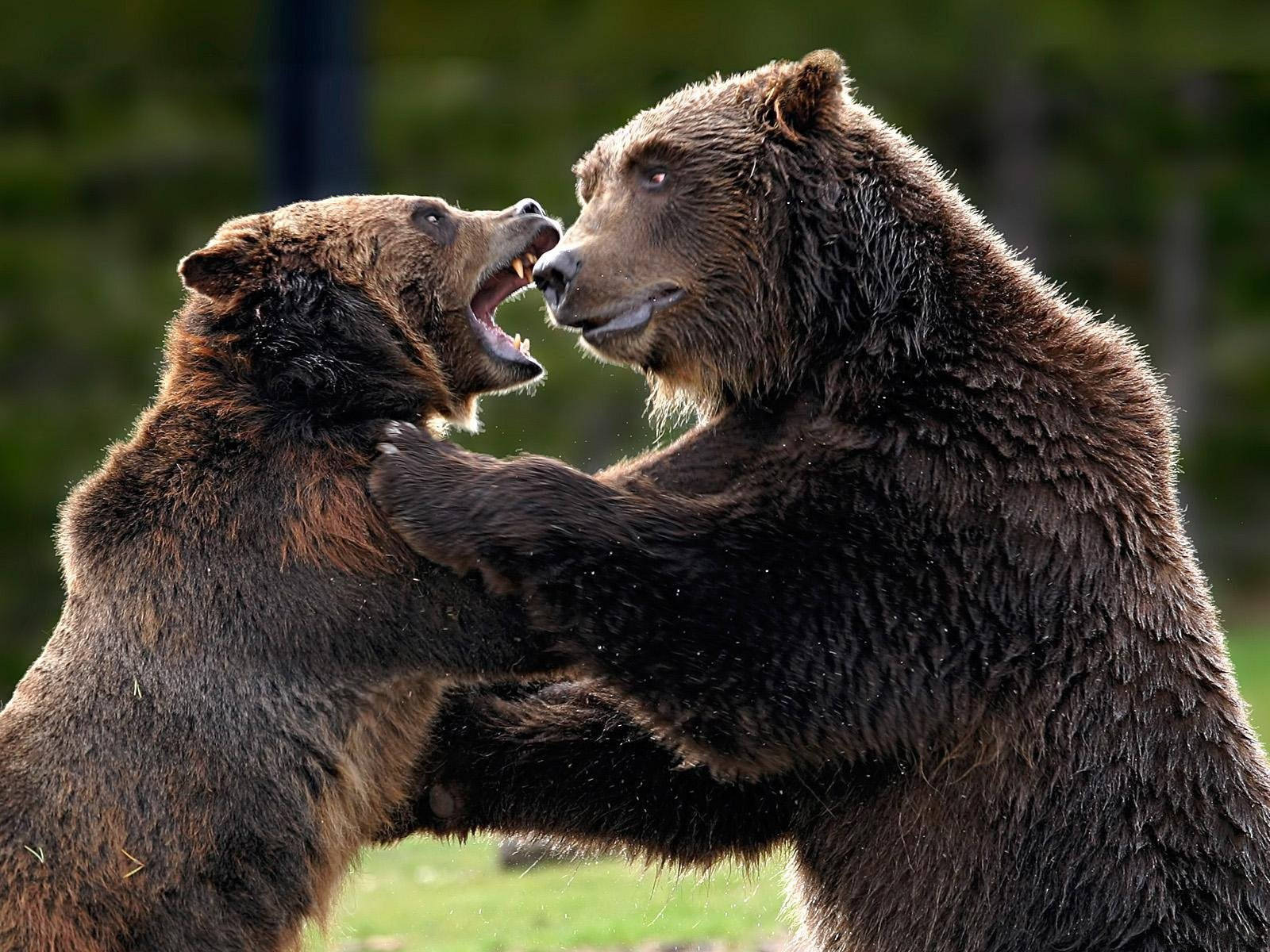 Kodiak Bears Fight