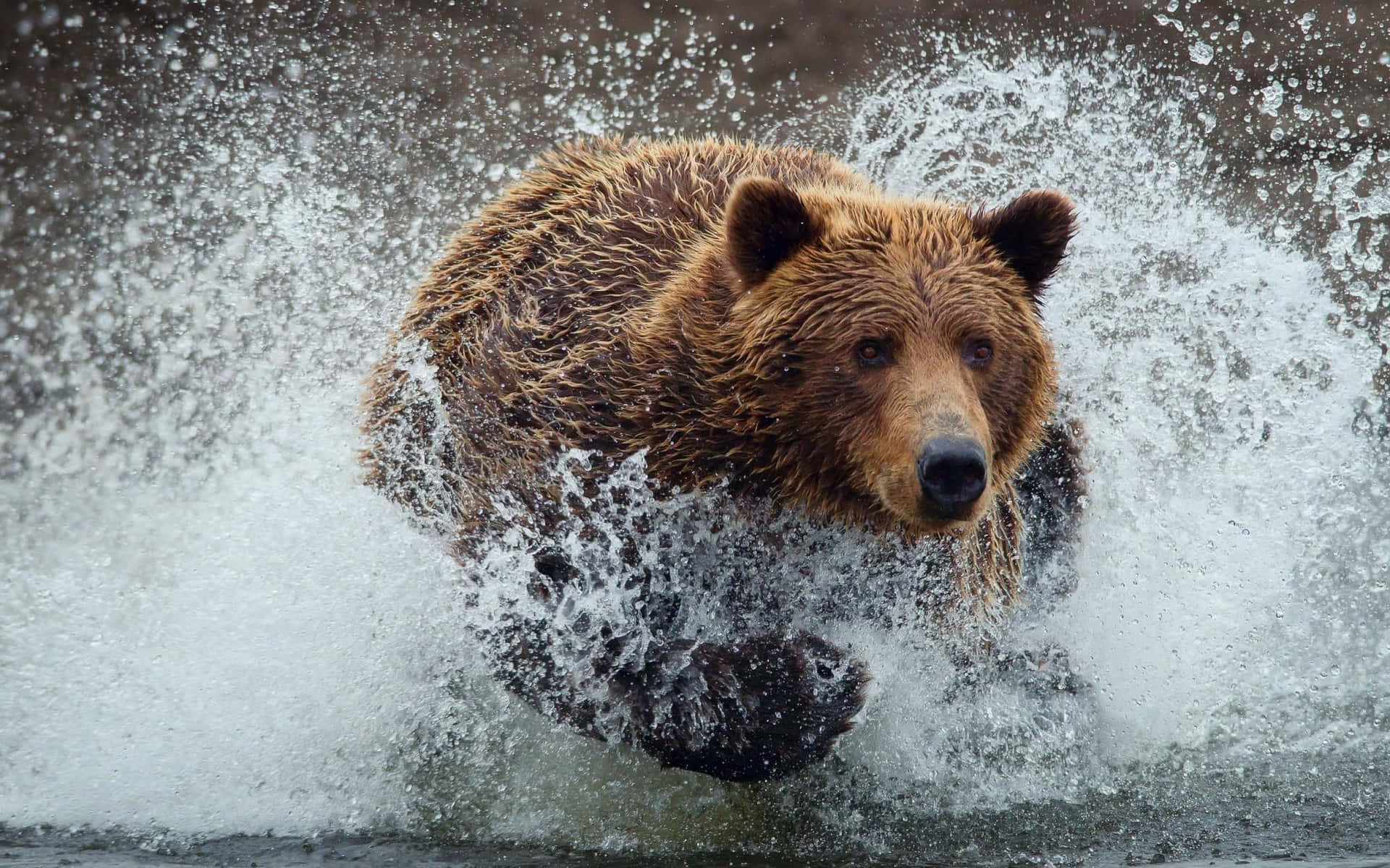 Kodiakbjörnbilder