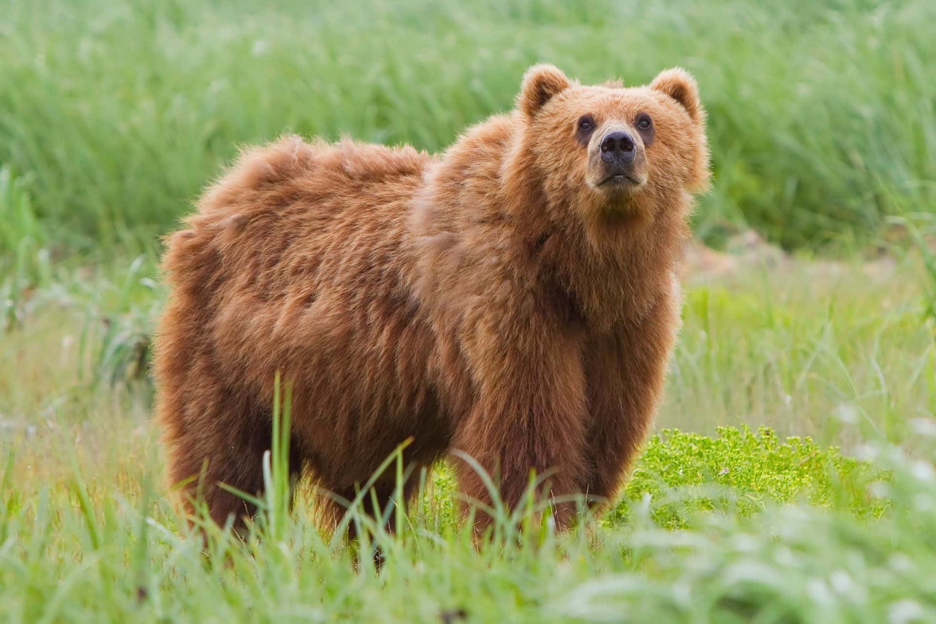 Kodiakbjörnbilder