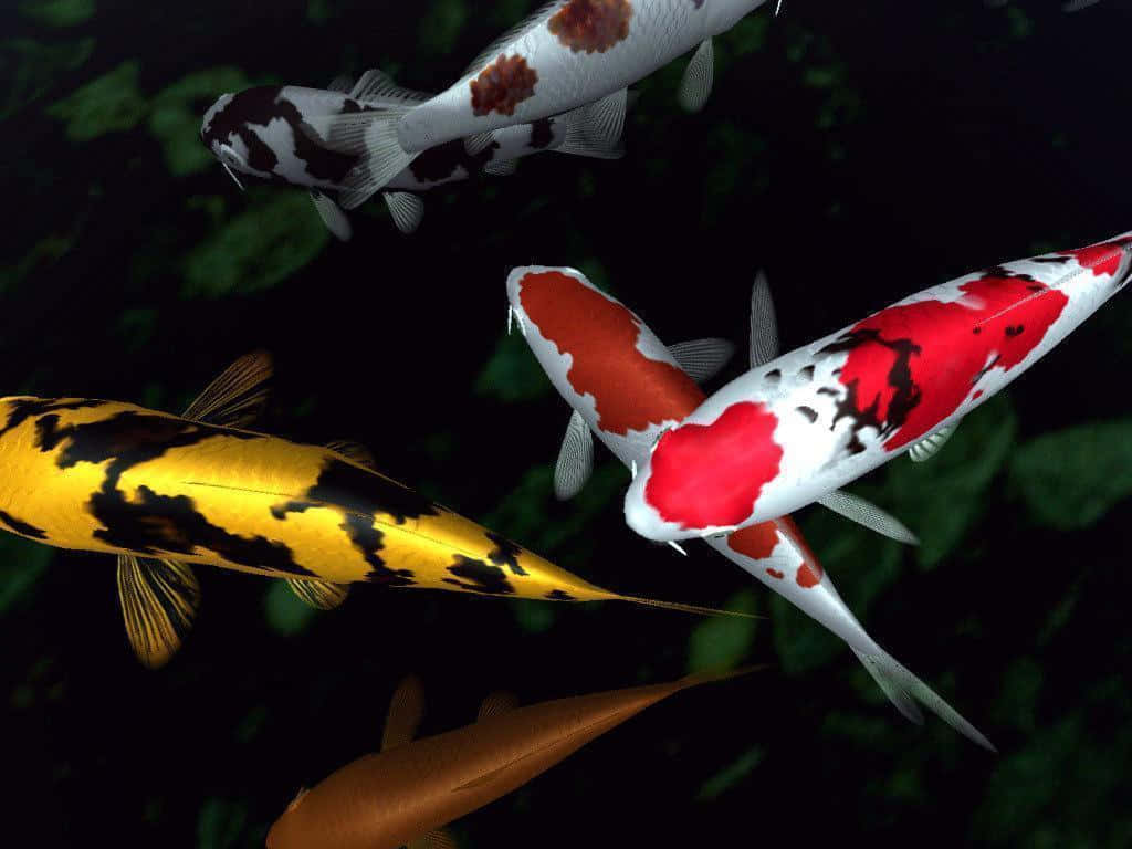 The beauty of a colorful Koi fish swimming in an underwater pond.