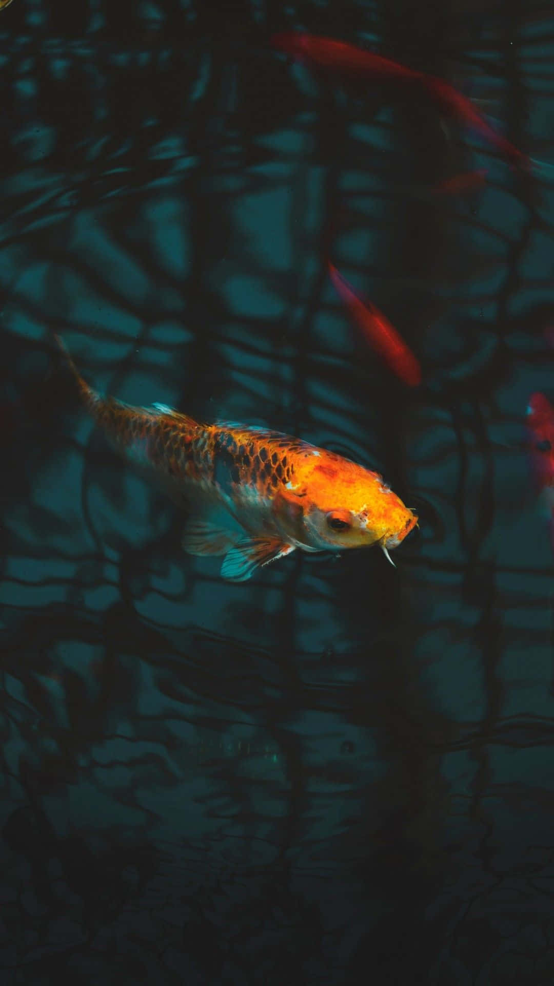Vibrant Koi Fish Swim Gracefully in Crystal Clear Pond