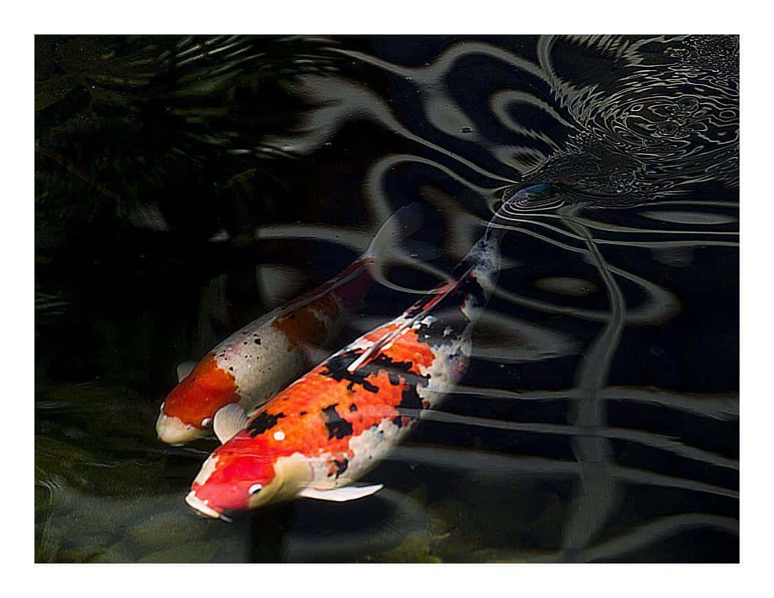 Envacker Fiskedamm Med Färgglada Koi-fiskar Som Simmar I Den
