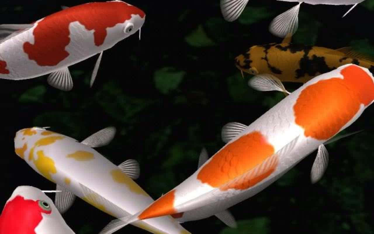 Gently Diagonal: Enjoy the beauty of the Koi Fish
