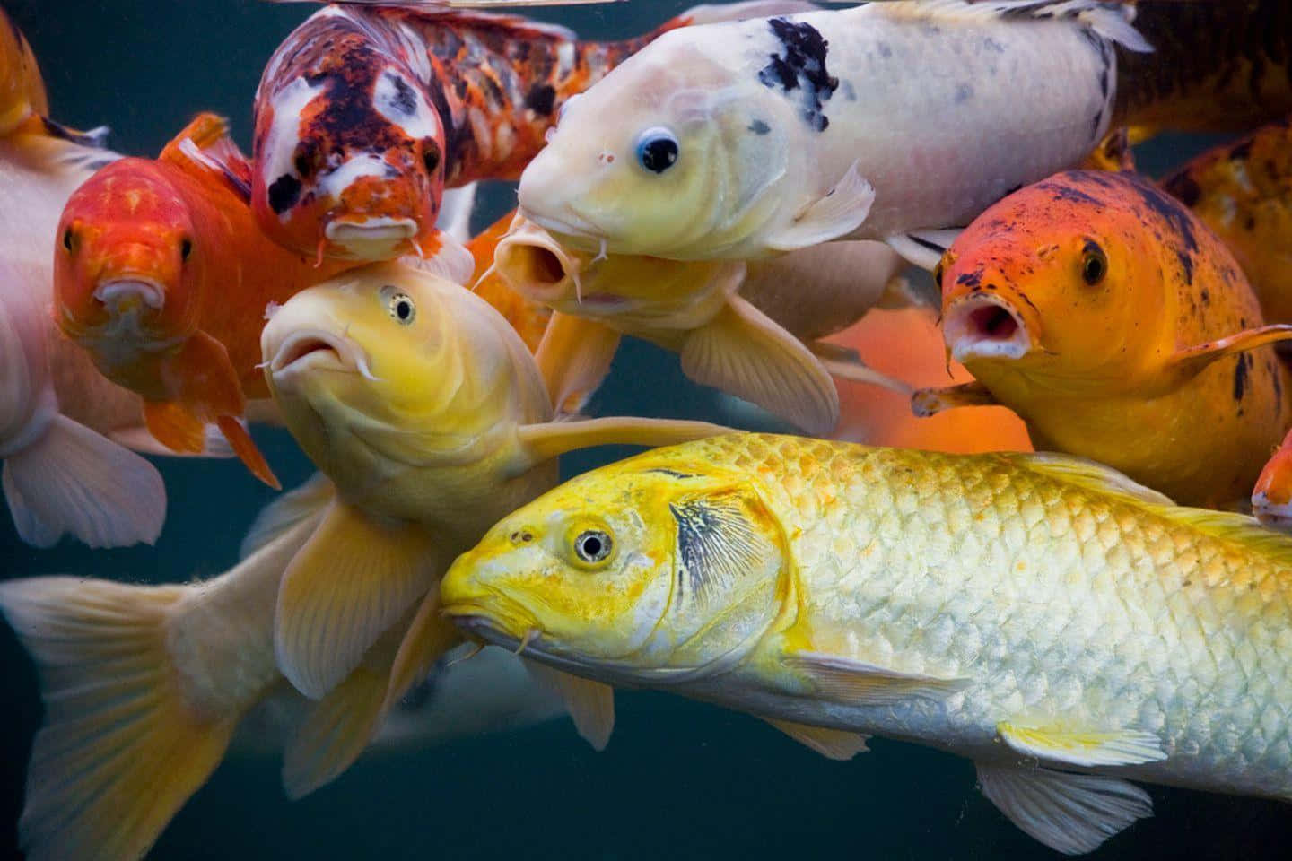Colorful Koi Fish Swimming in a Calm Aquatic Environment