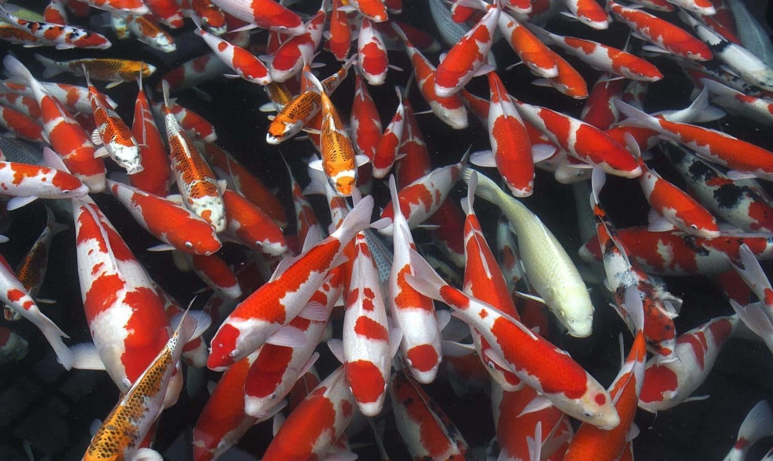 A Group Of Koi Fish Swimming In A Pond