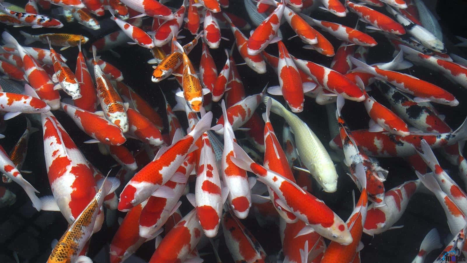 Stunning Koi Fish Pond Wallpaper