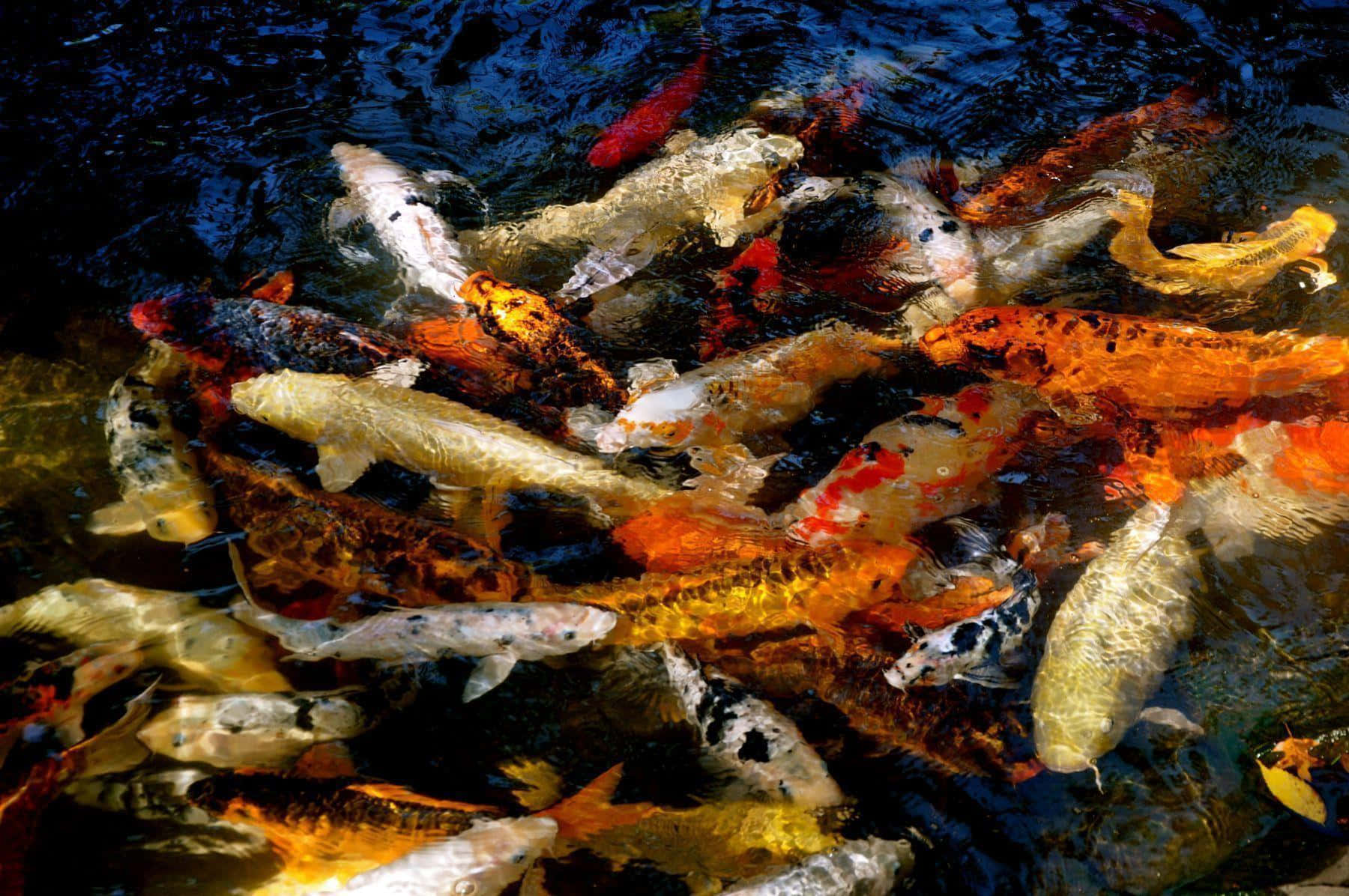 Stunning Koi Fish Pond in High Resolution Wallpaper