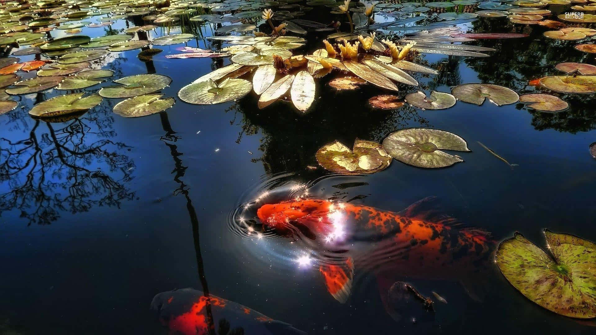 Koi Pond With Lily Pads And A Fish