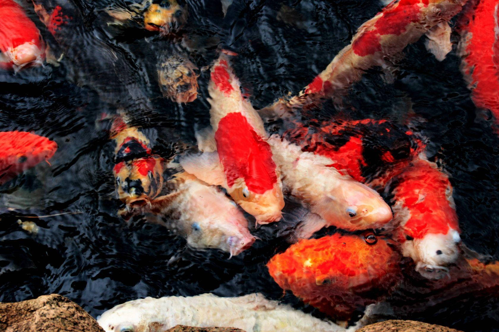 Koi Fish Feeding Wallpaper