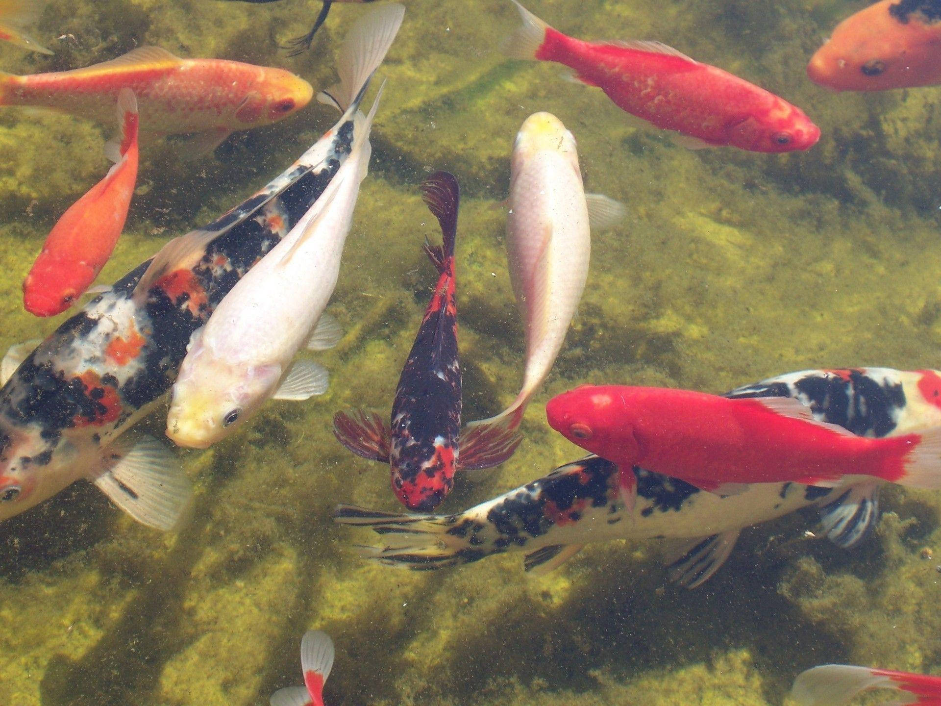 Koi,peces De Colores, En Un Estanque Musgoso. Fondo de pantalla