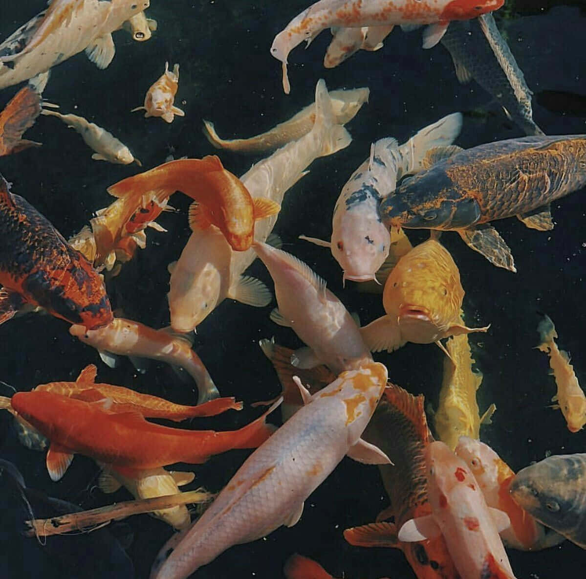 Koi Fish Pond Aesthetic.jpg Wallpaper