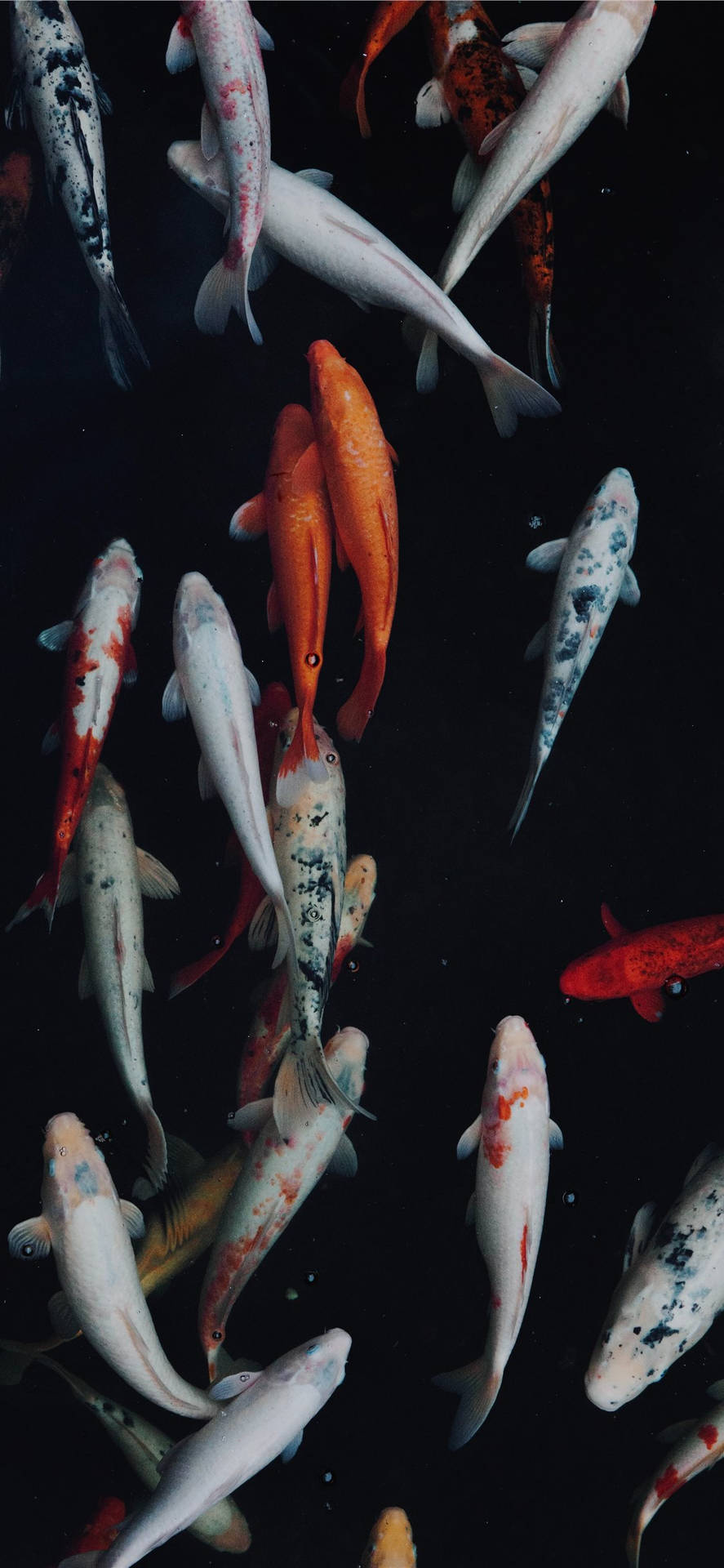 Koi Fish Pond Iphone Wallpaper