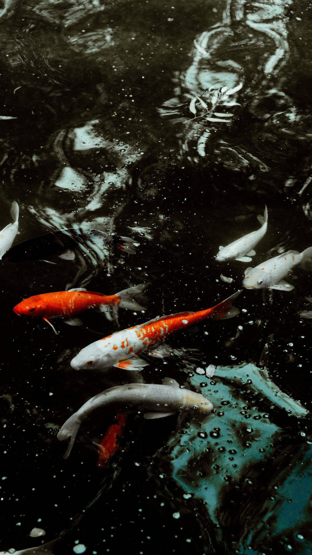 Koi Fish Pond Iphone Wallpaper