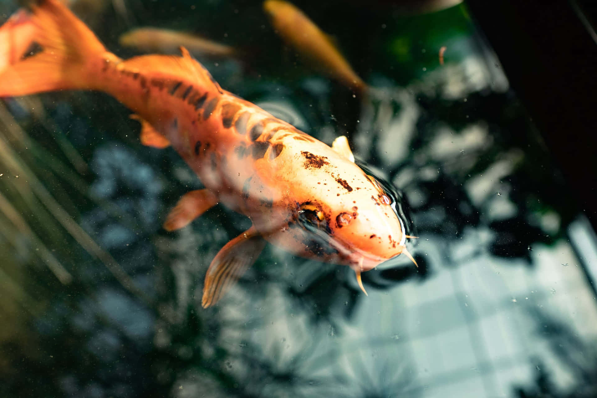 Koi Vis Zwemmen Aquarium Esthetiek Achtergrond