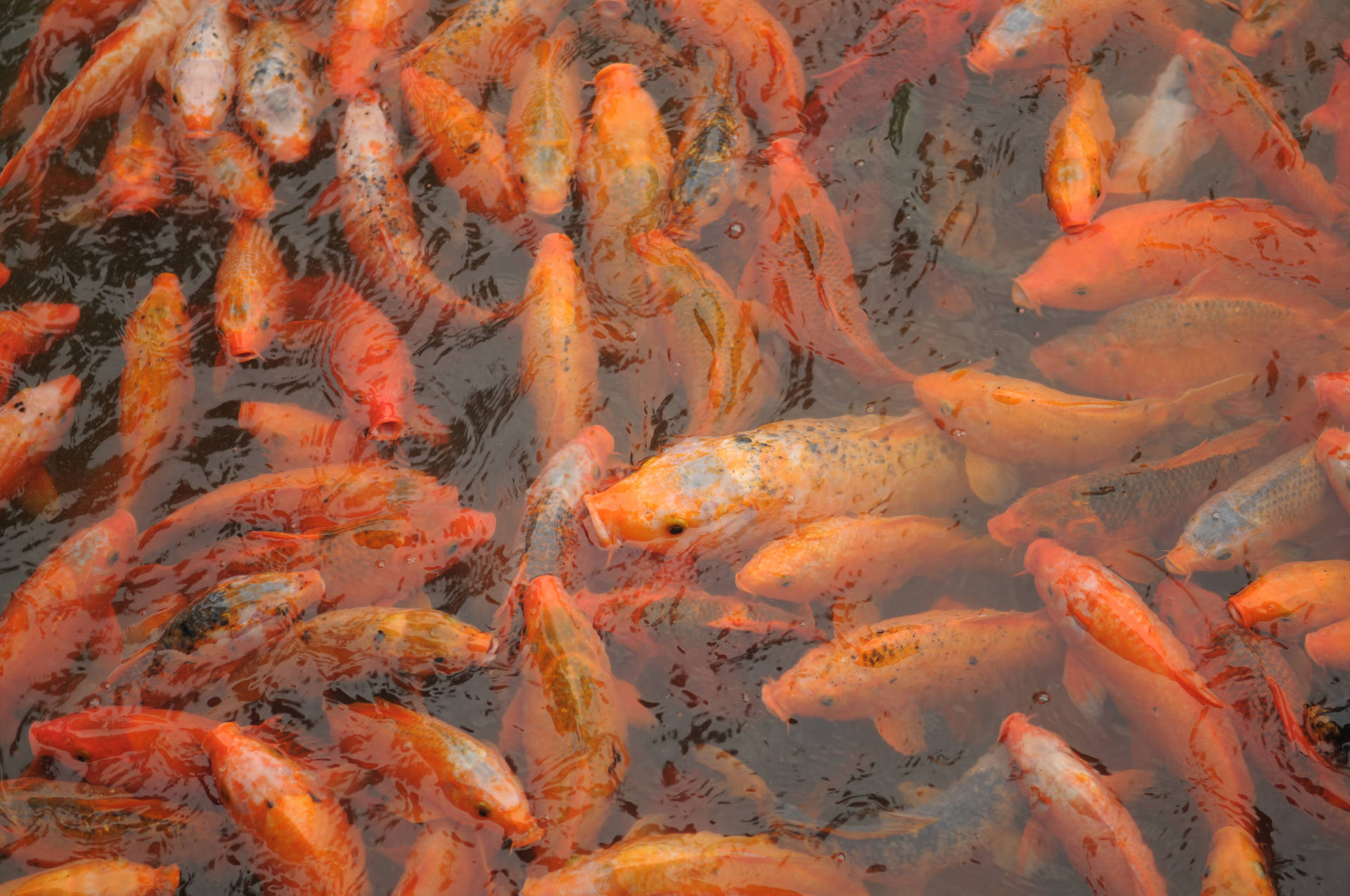 Koi Pond 4K Ultra HD Fish Wallpaper