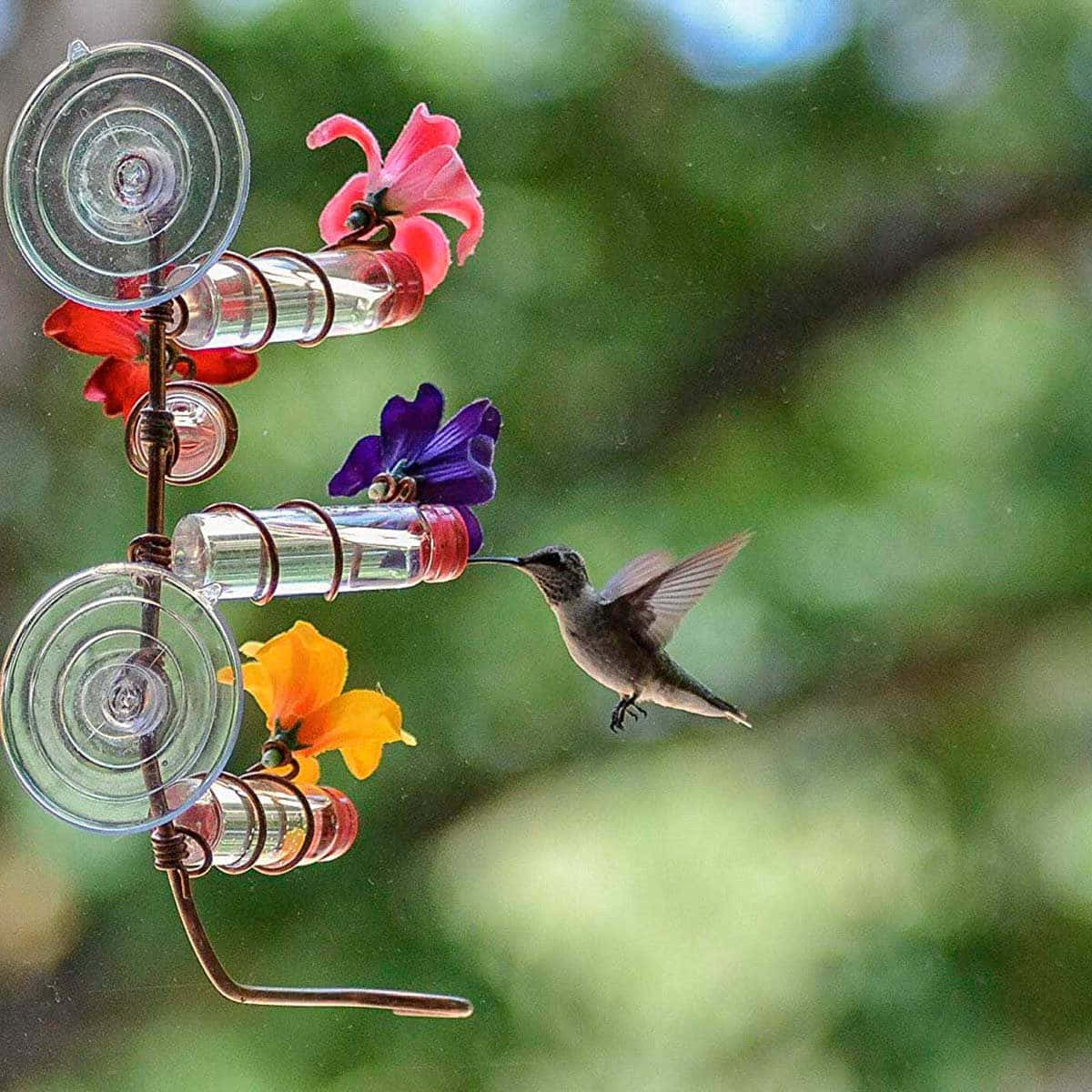 Hummingbird billeder danse over denne farverige tapet.