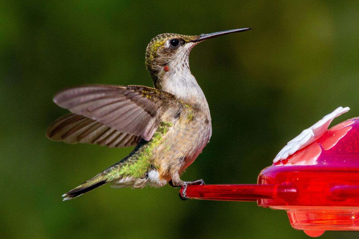 Billeder af kolibrier bringer en fornemmelse af liv til din skærm.