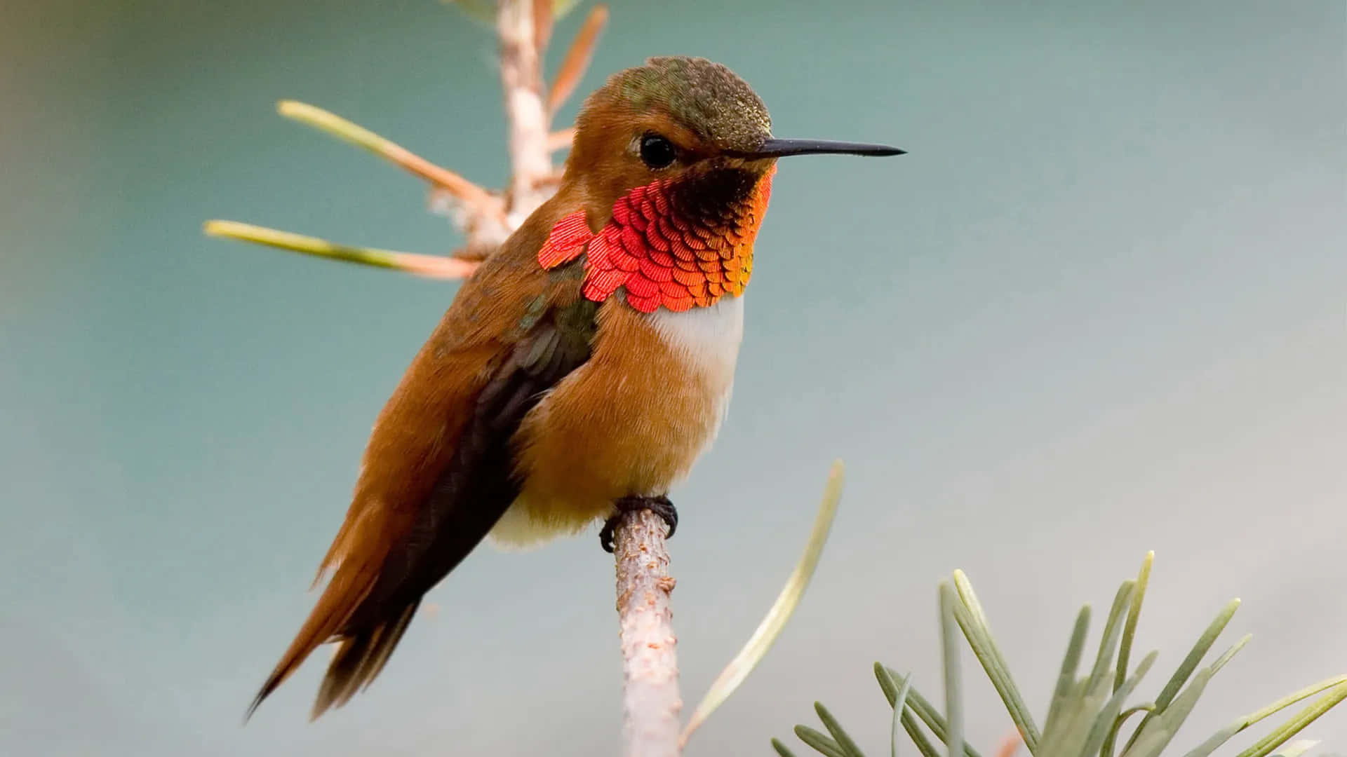 Billeder af hummingbird kommer forbi i lyse farver.