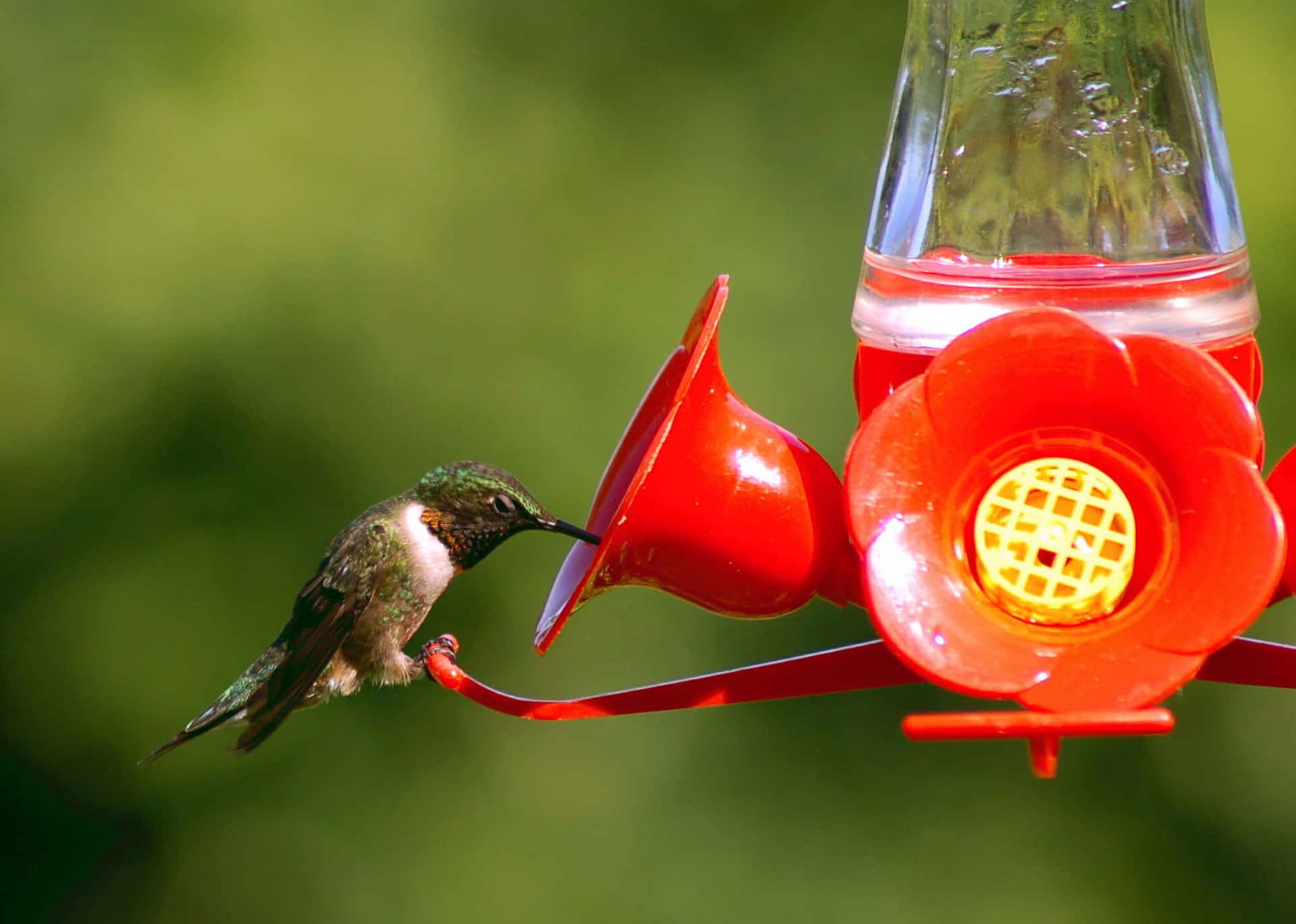 Hummingbird billede-udsigt: Se et smukt billede af disse elegante fugle, der svæver i luften.