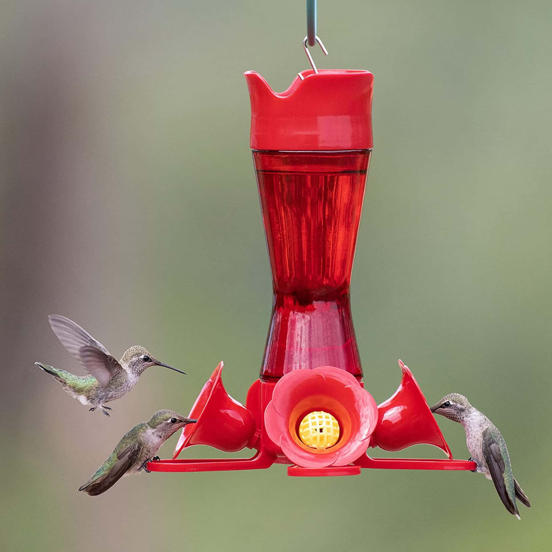 Hummingbirds flyve kunstnerisk over den skinnende græs.