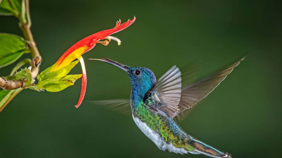Hummingbirds billeder flyver over pastelfarvede himmel.
