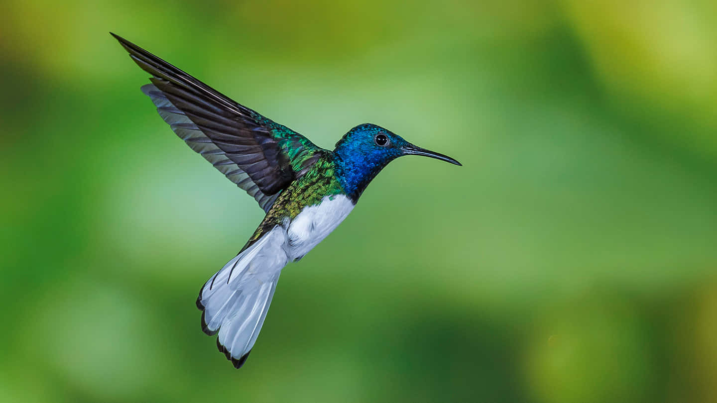 Billeder af kolibrier skaber et farverigt accent til din skrivebord.