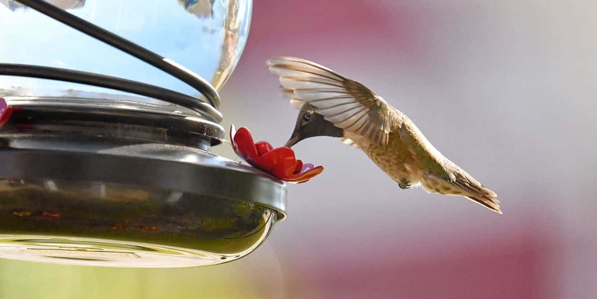 Billeder af kolibrier kommer til liv i dette livlige design.