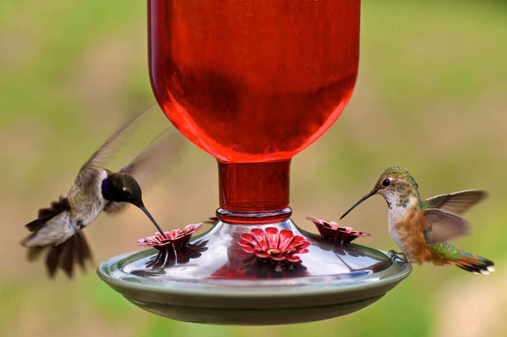 Billeder af kolibrier i teknikfarver.