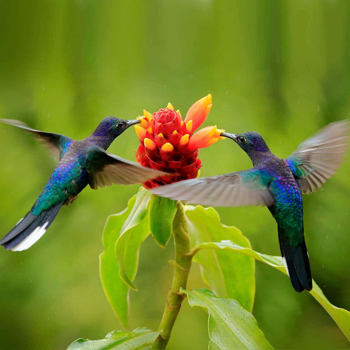Kolibri Billeder