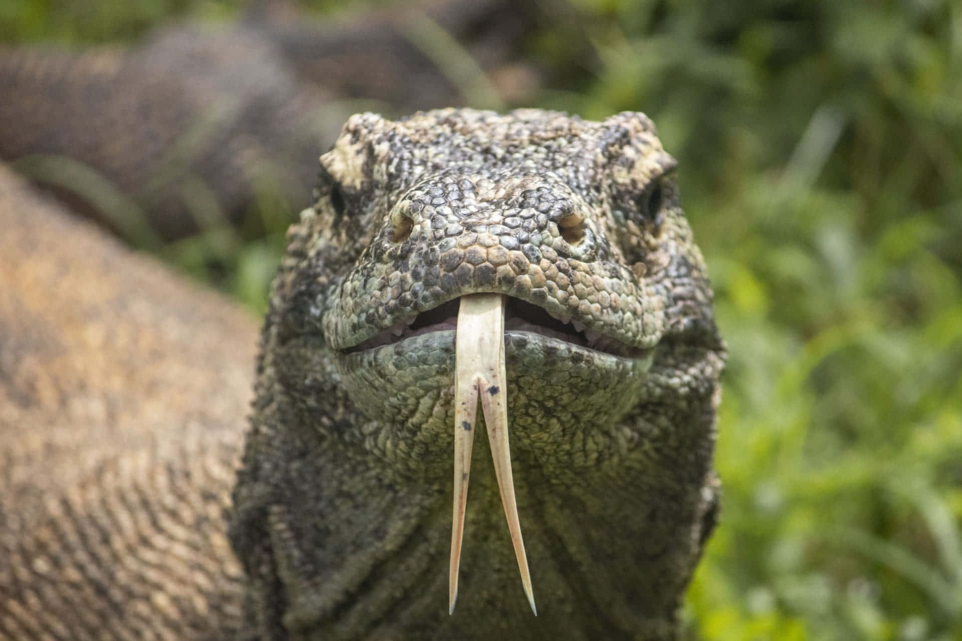 Komodo Dragon Closeupwith Tongue Wallpaper