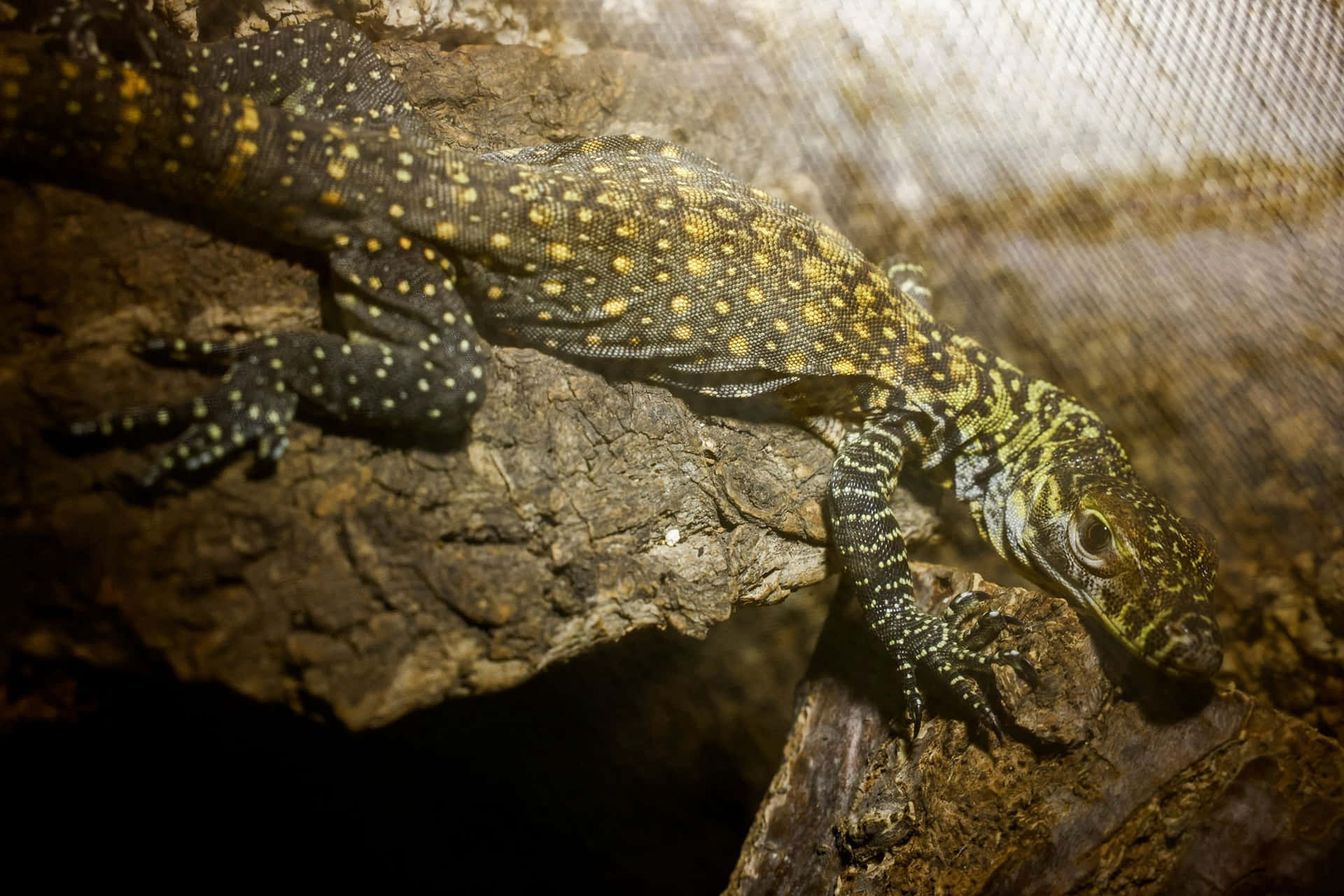 Komodo Dragon Habitat Wallpaper