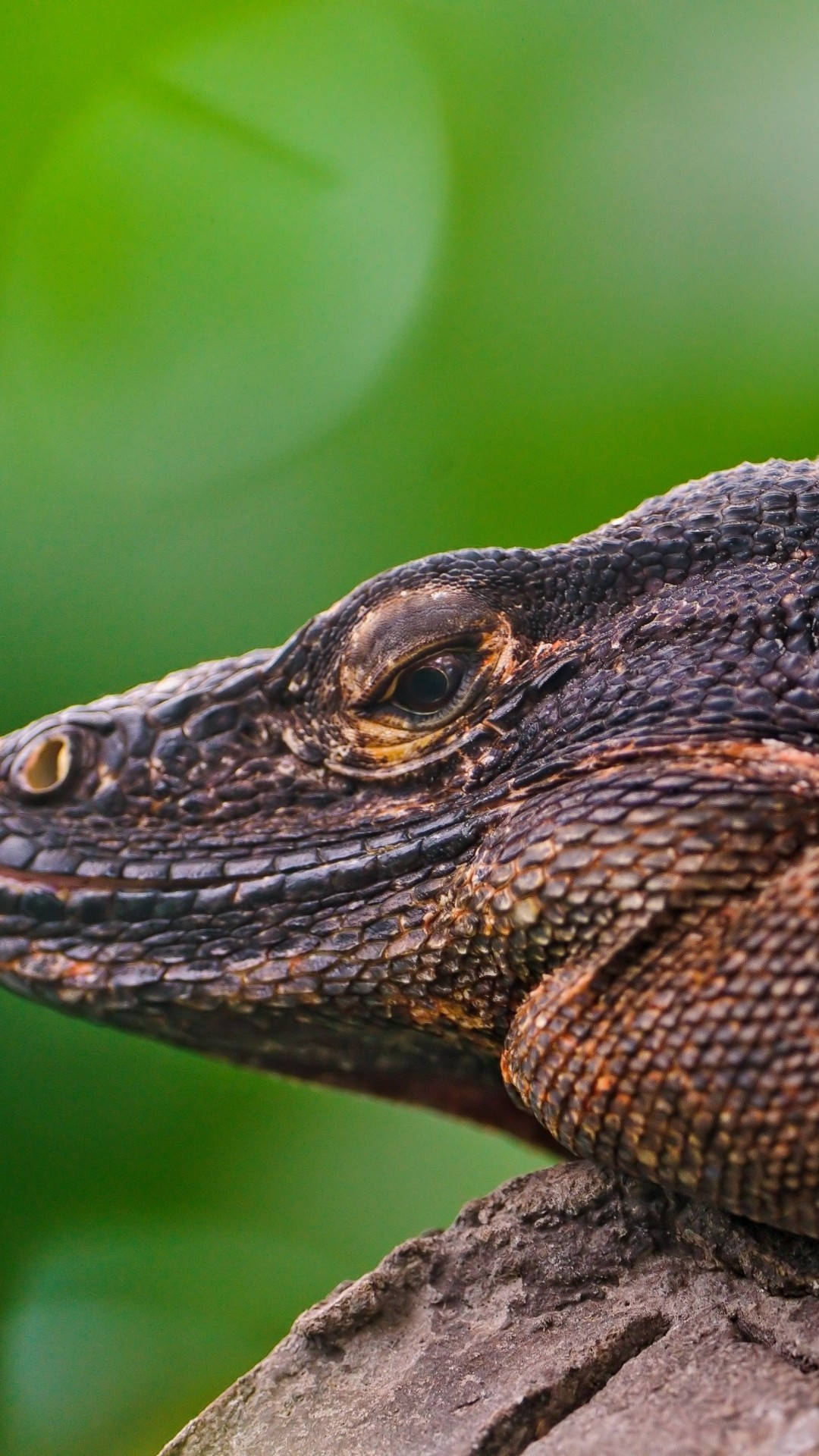 Komodo drage Monitor Lizard tæt på Wallpaper