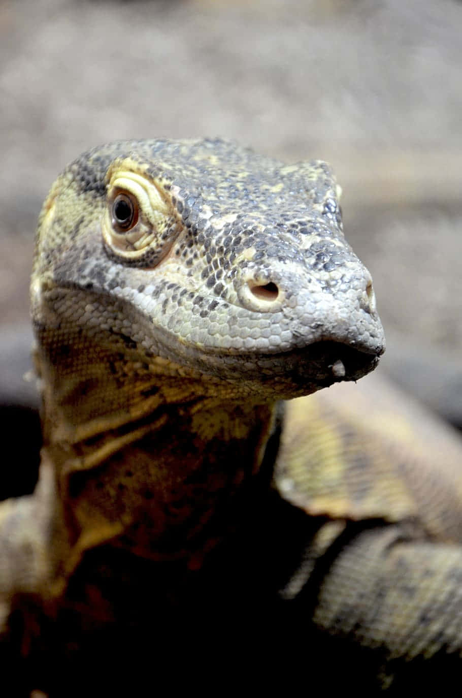 Close-up of Komodo Dragon