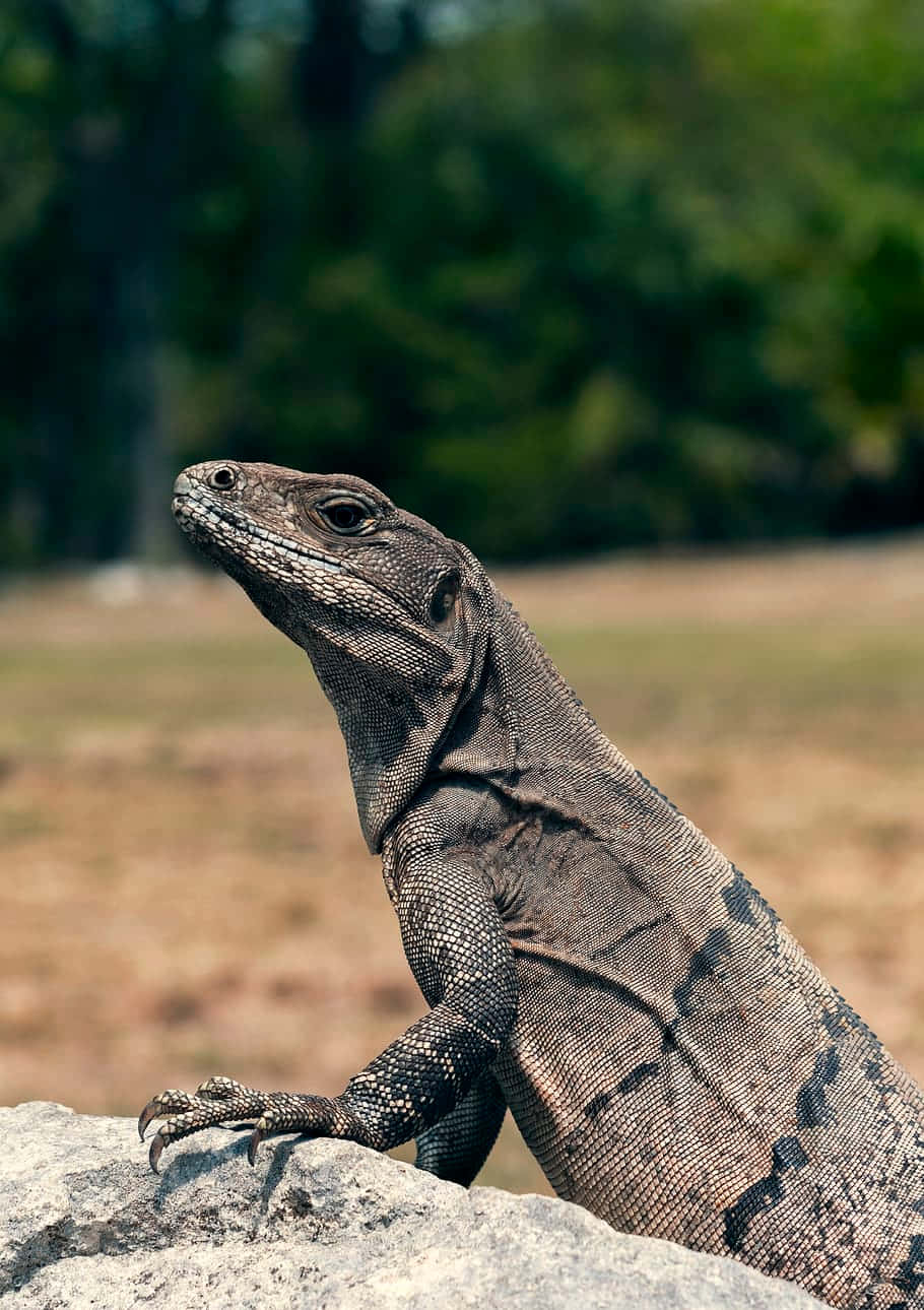 Komodo Dragon in Its Natural Habitat