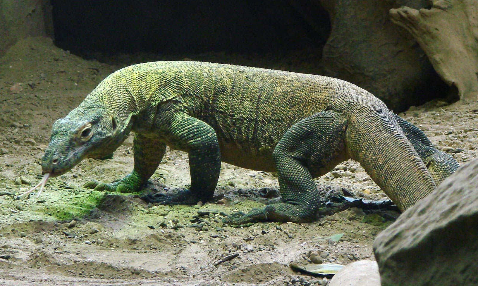 A Komodo Dragon displaying its natural camouflage in the wild