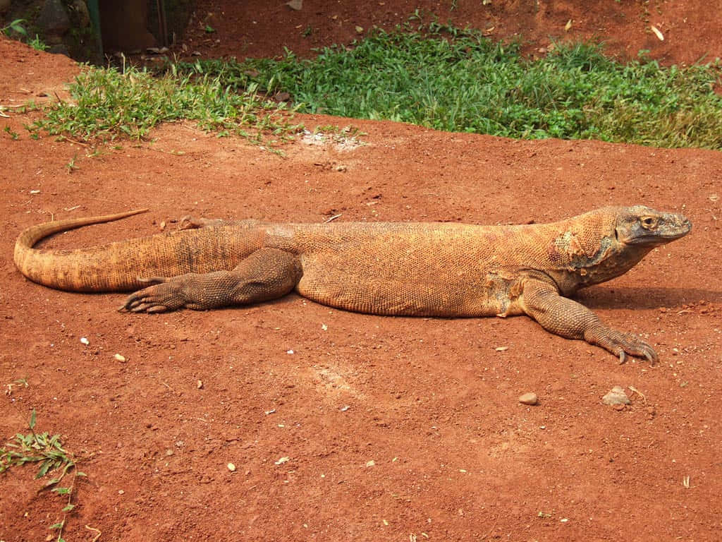 A Large Lizard Laying On The Ground