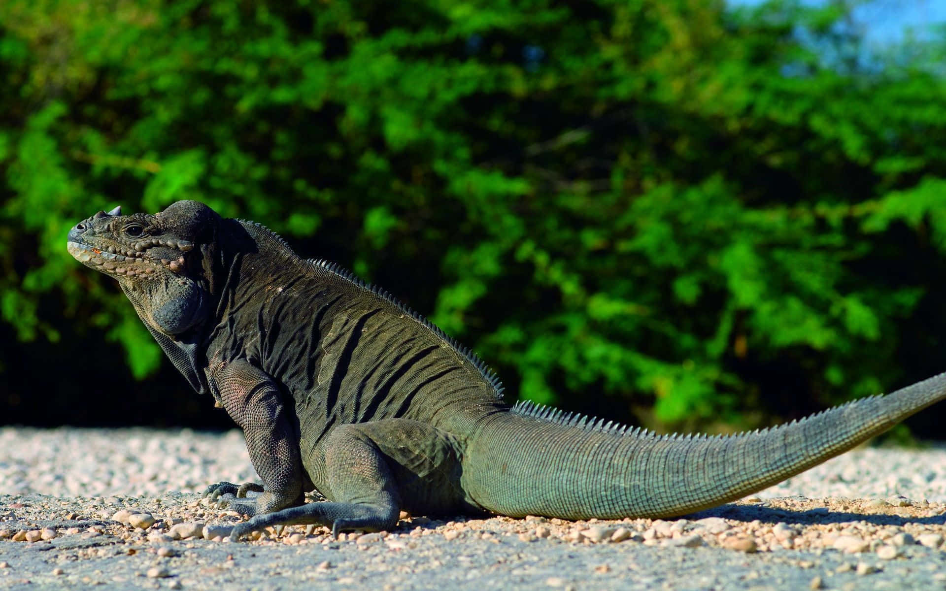A Large Iguana Is Sitting On The Ground