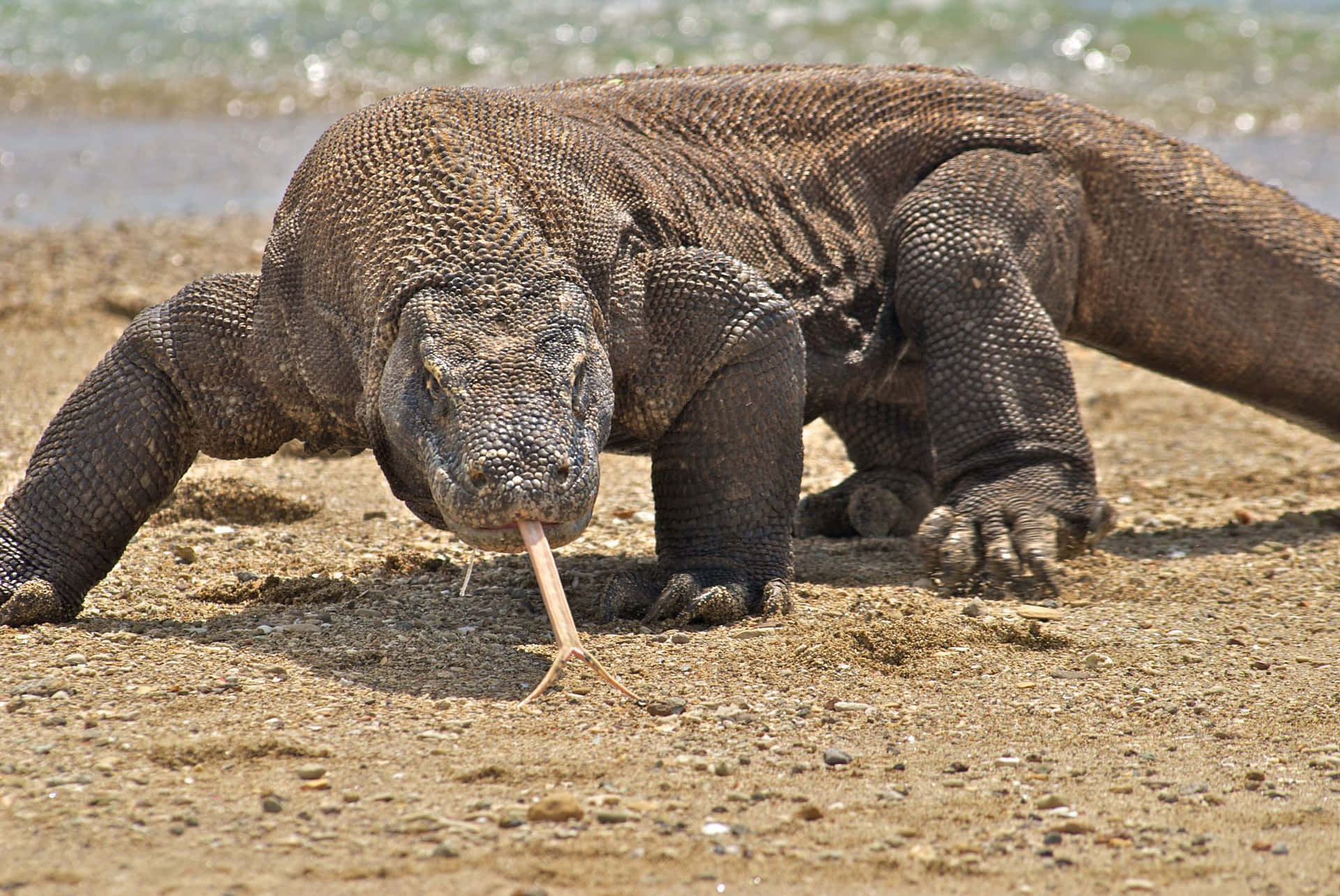 Ungran Lagarto En La Playa