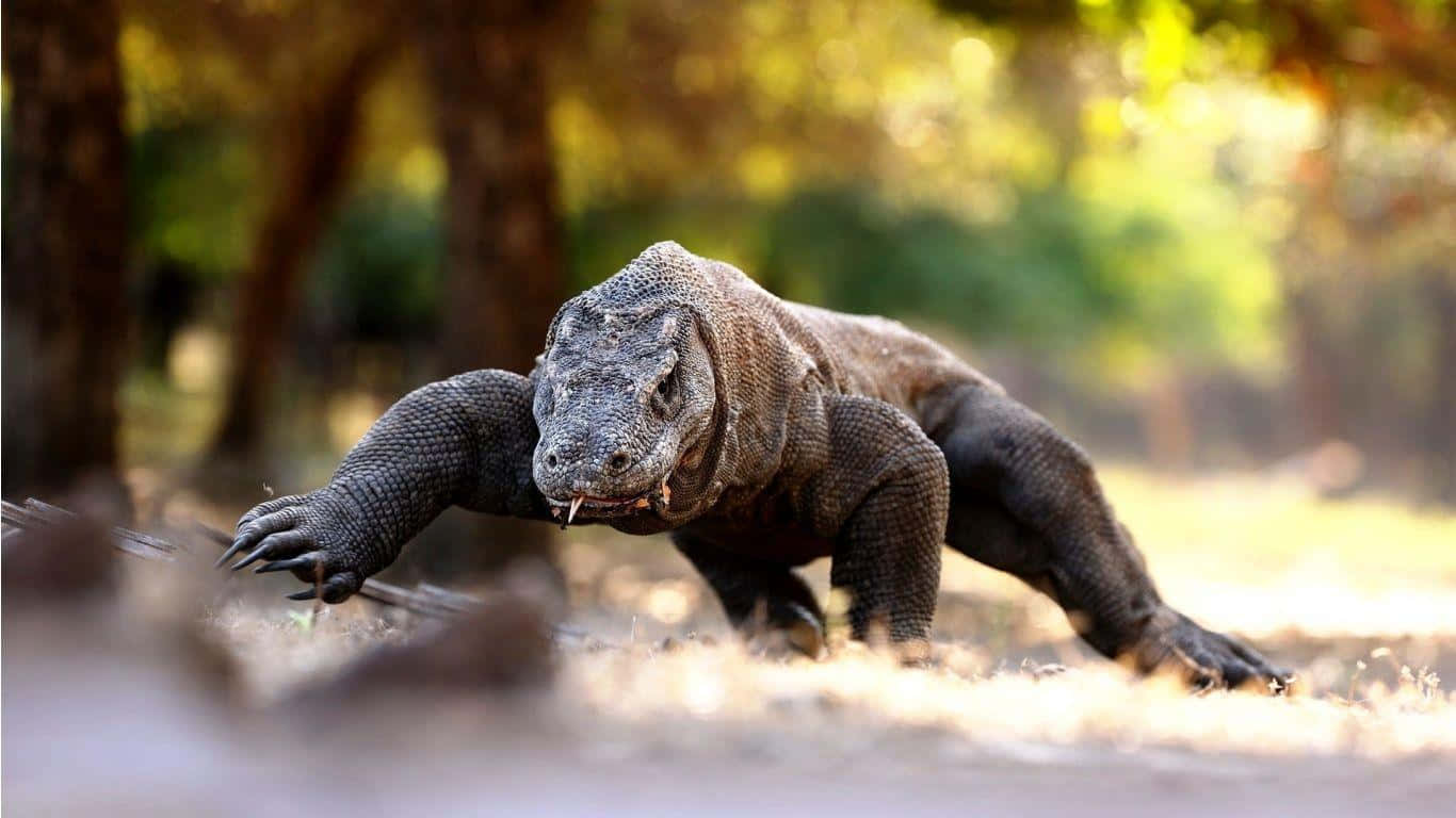 A Large Komodo Walking Through The Forest