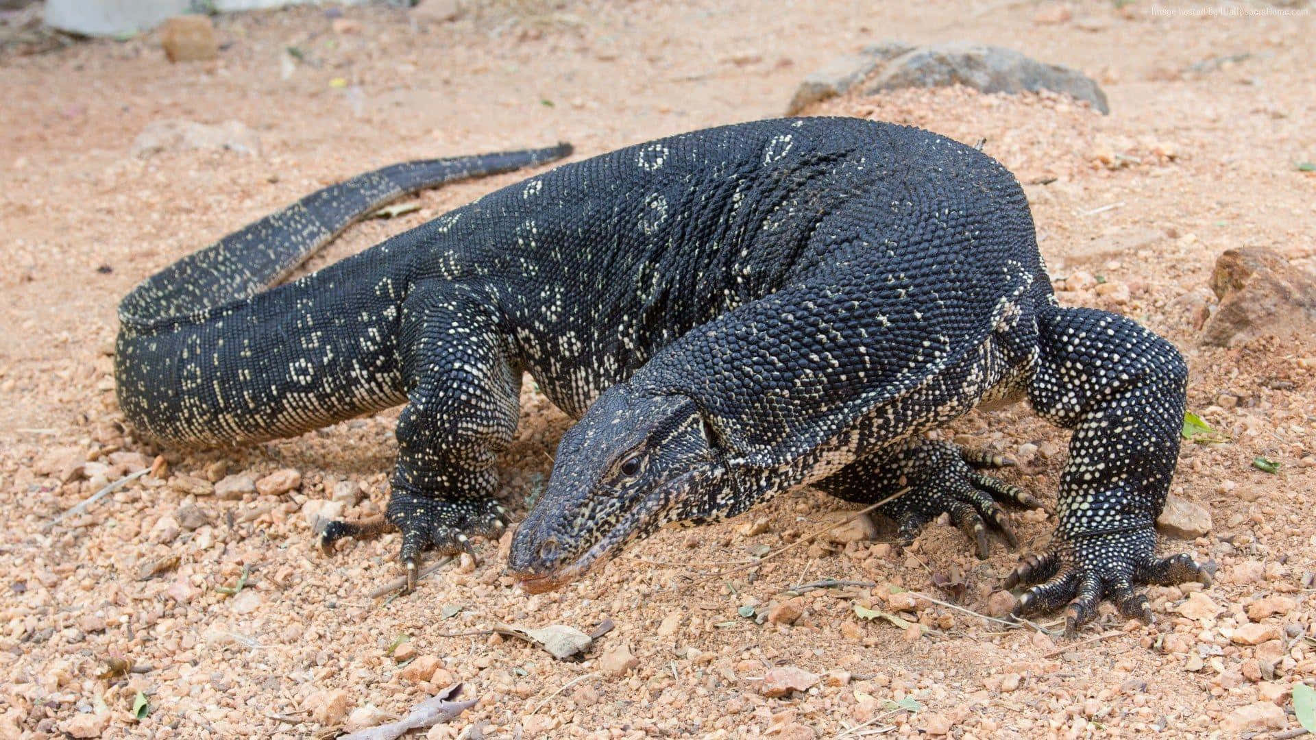 The Intimidating Komodo Dragon